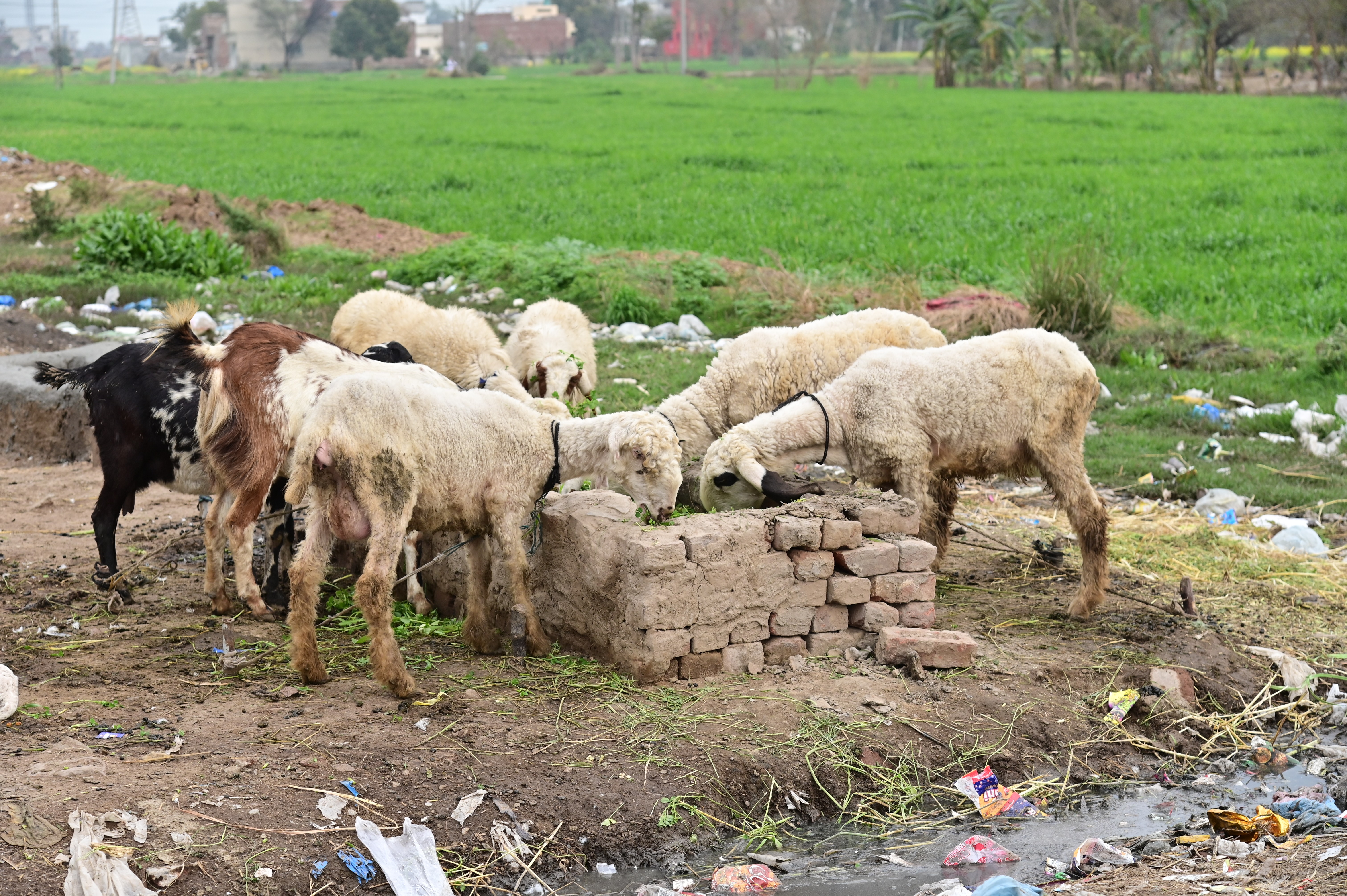A flock of sheep  in a rural livestock farm