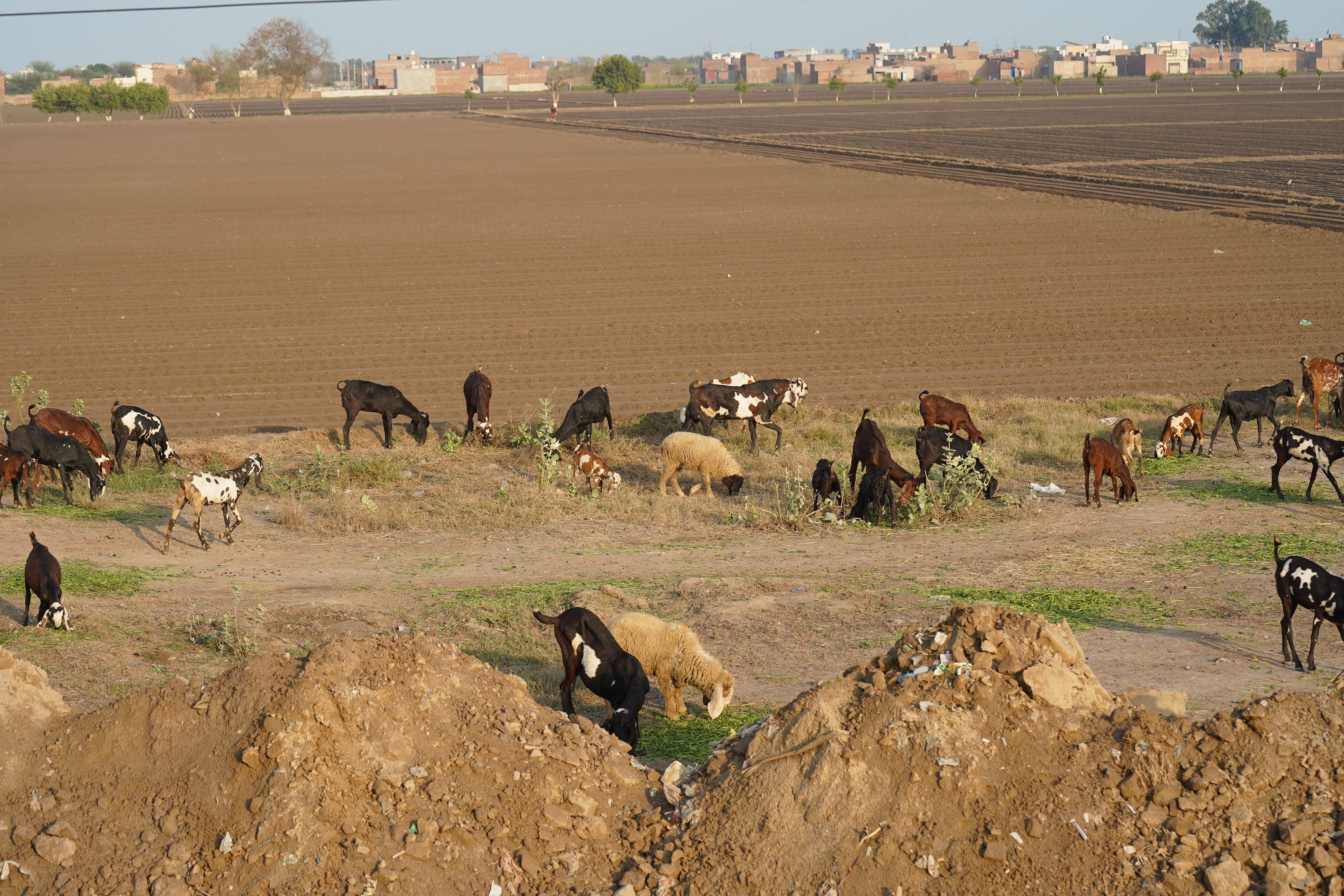 A herd of cattle and sheep on a dusty rural roadside