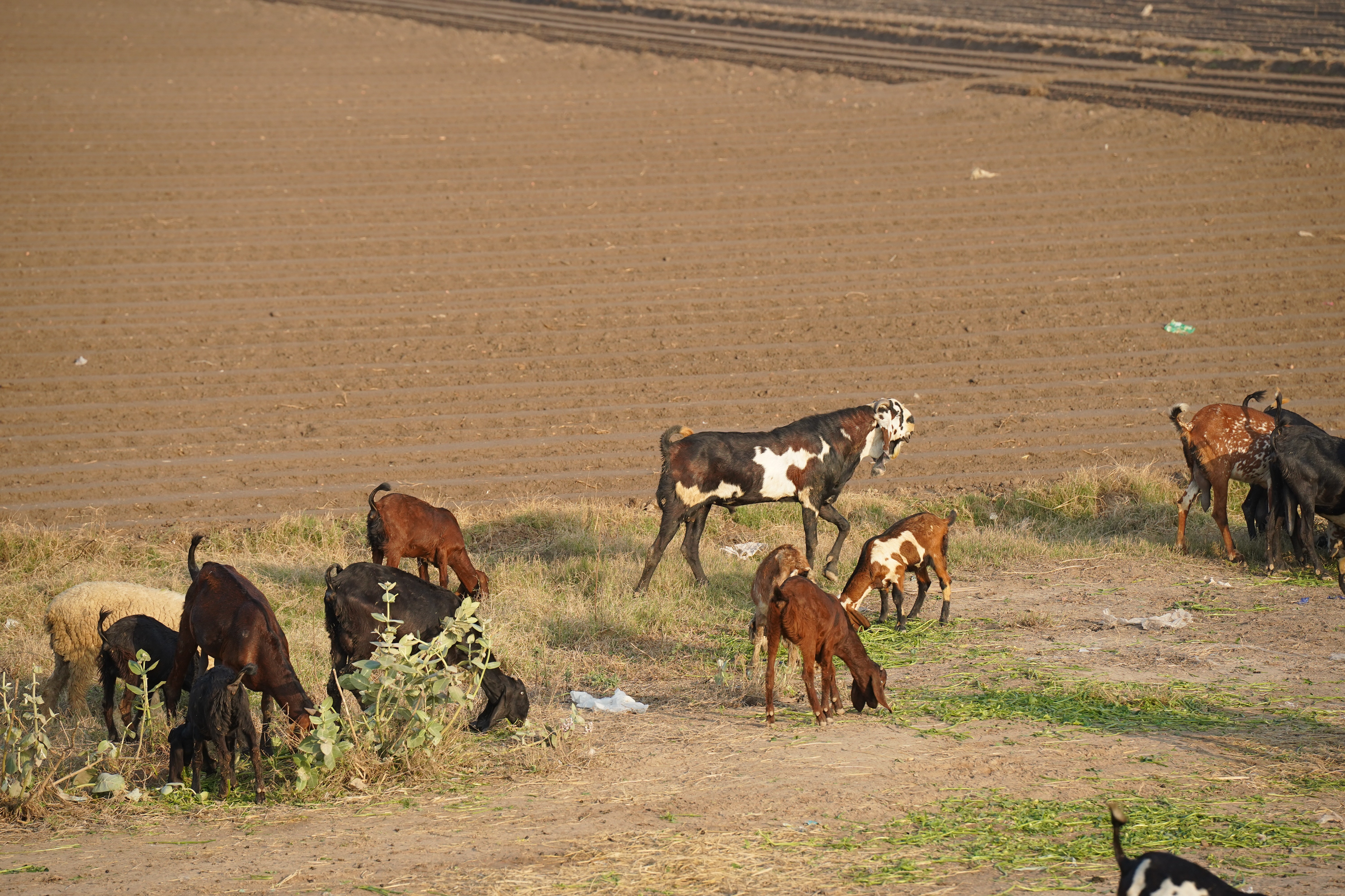 A herd of cattle and sheep on a dusty rural roadside