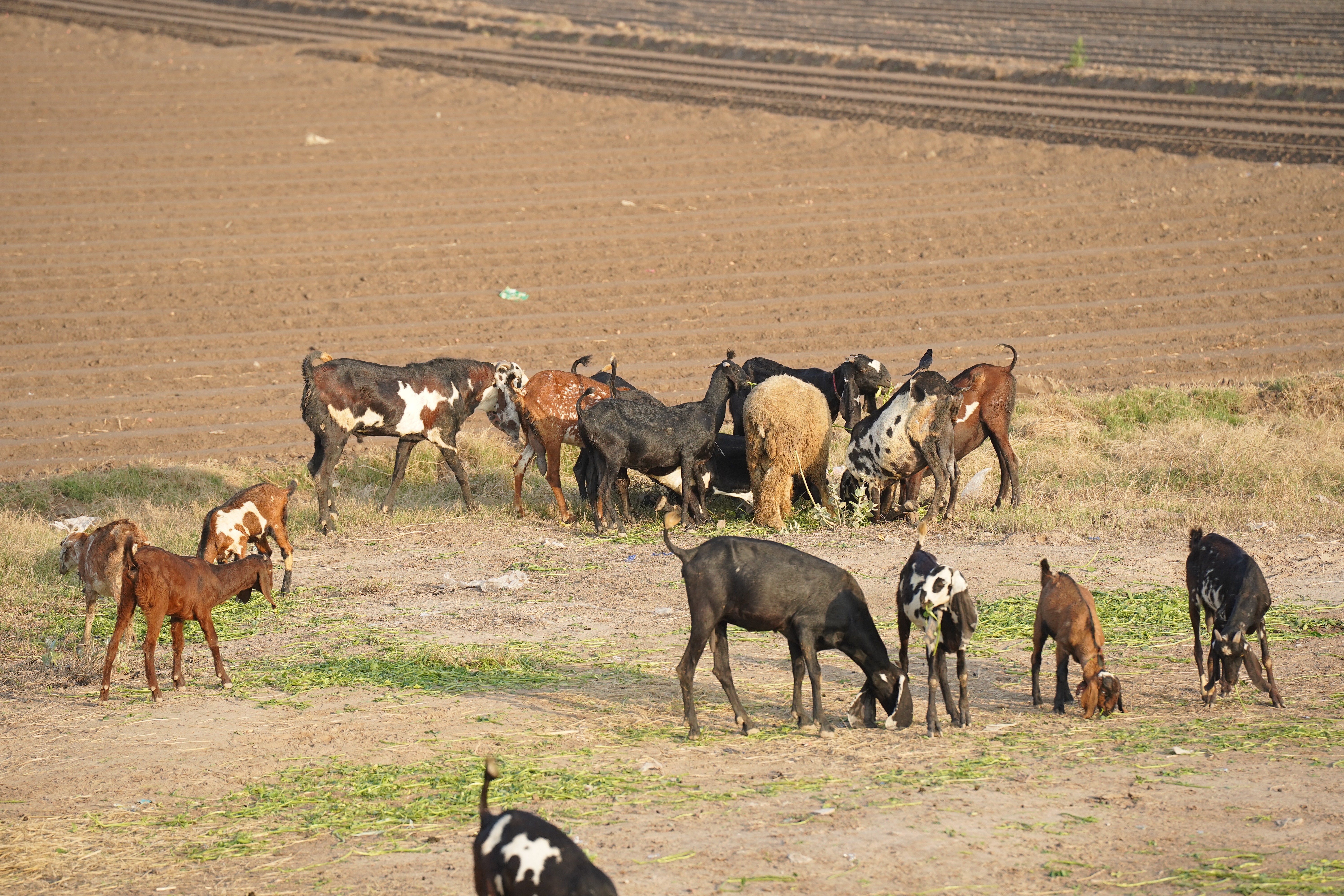 A herd of cattle and sheep on a dusty rural roadside