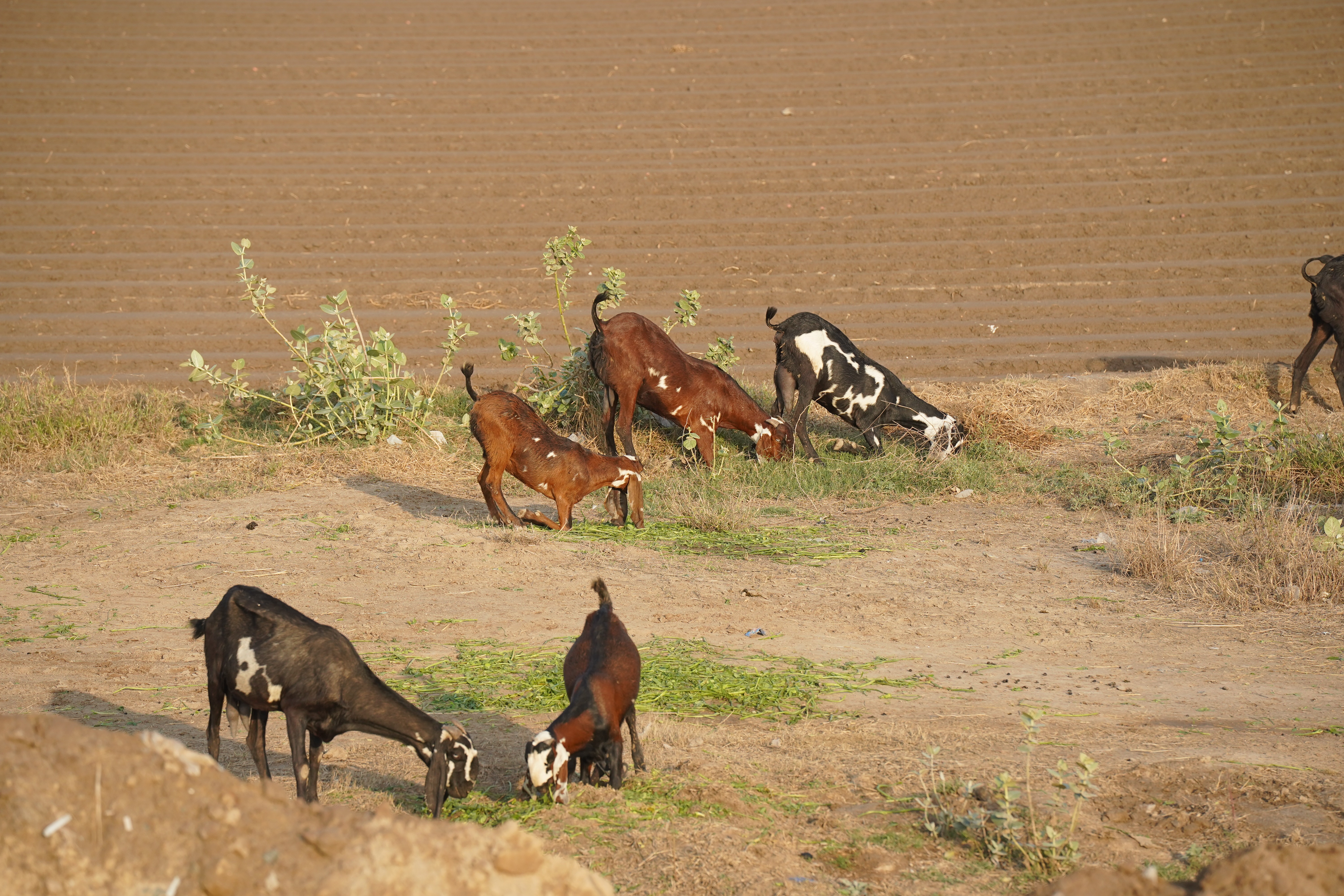 A herd of cattle and sheep on a dusty rural roadside