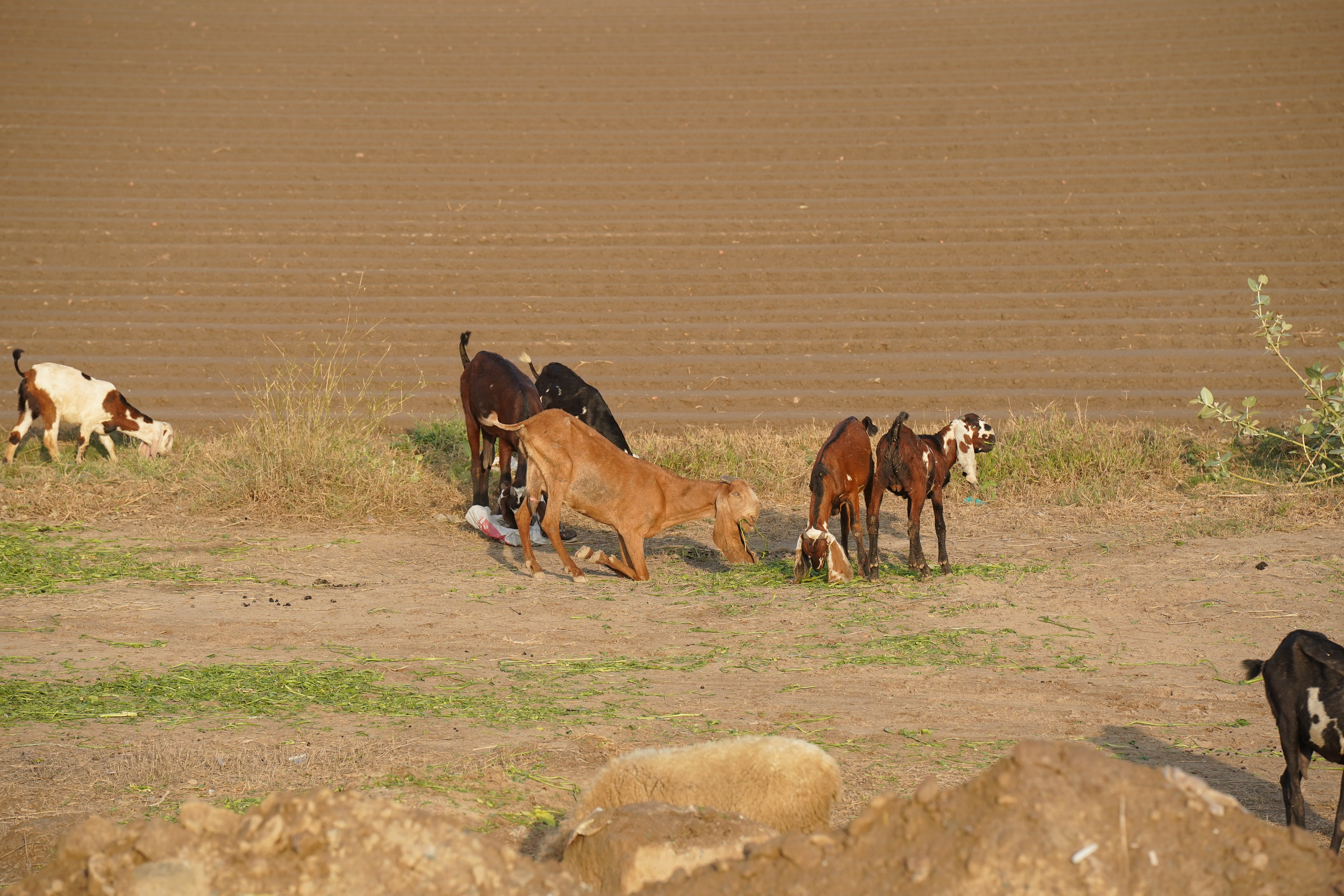 A herd of cattle and sheep on a dusty rural roadside