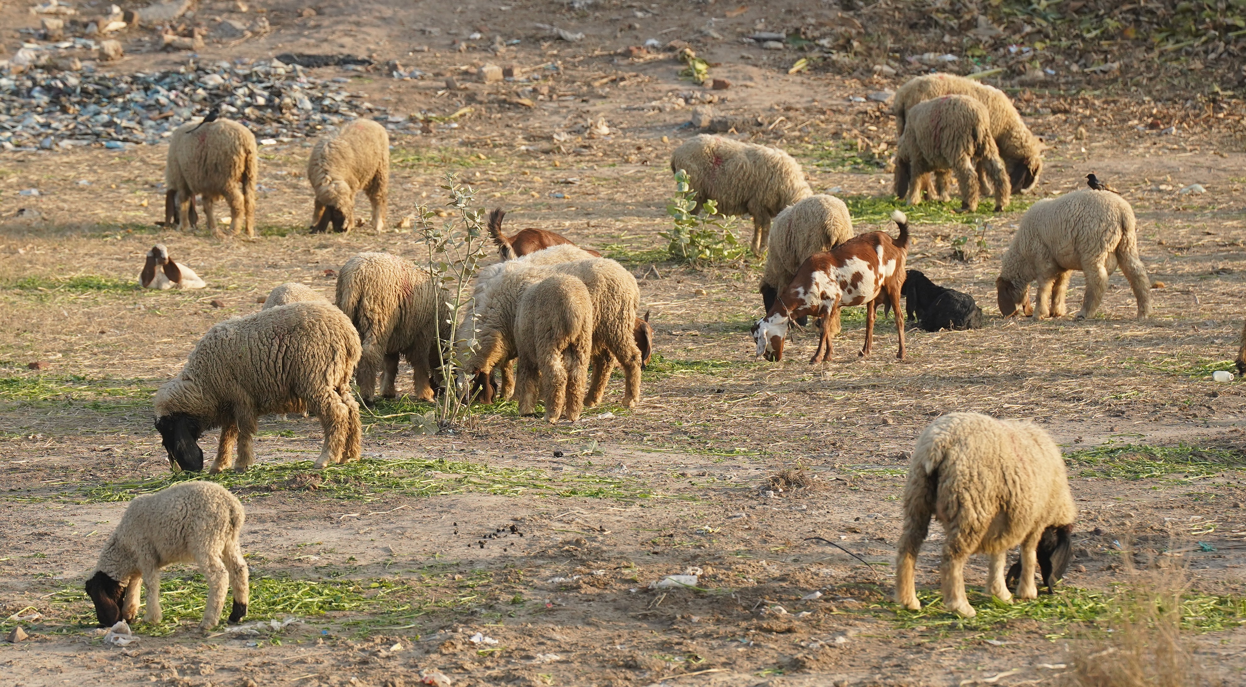 A herd of cattle and sheep on a dusty rural roadside