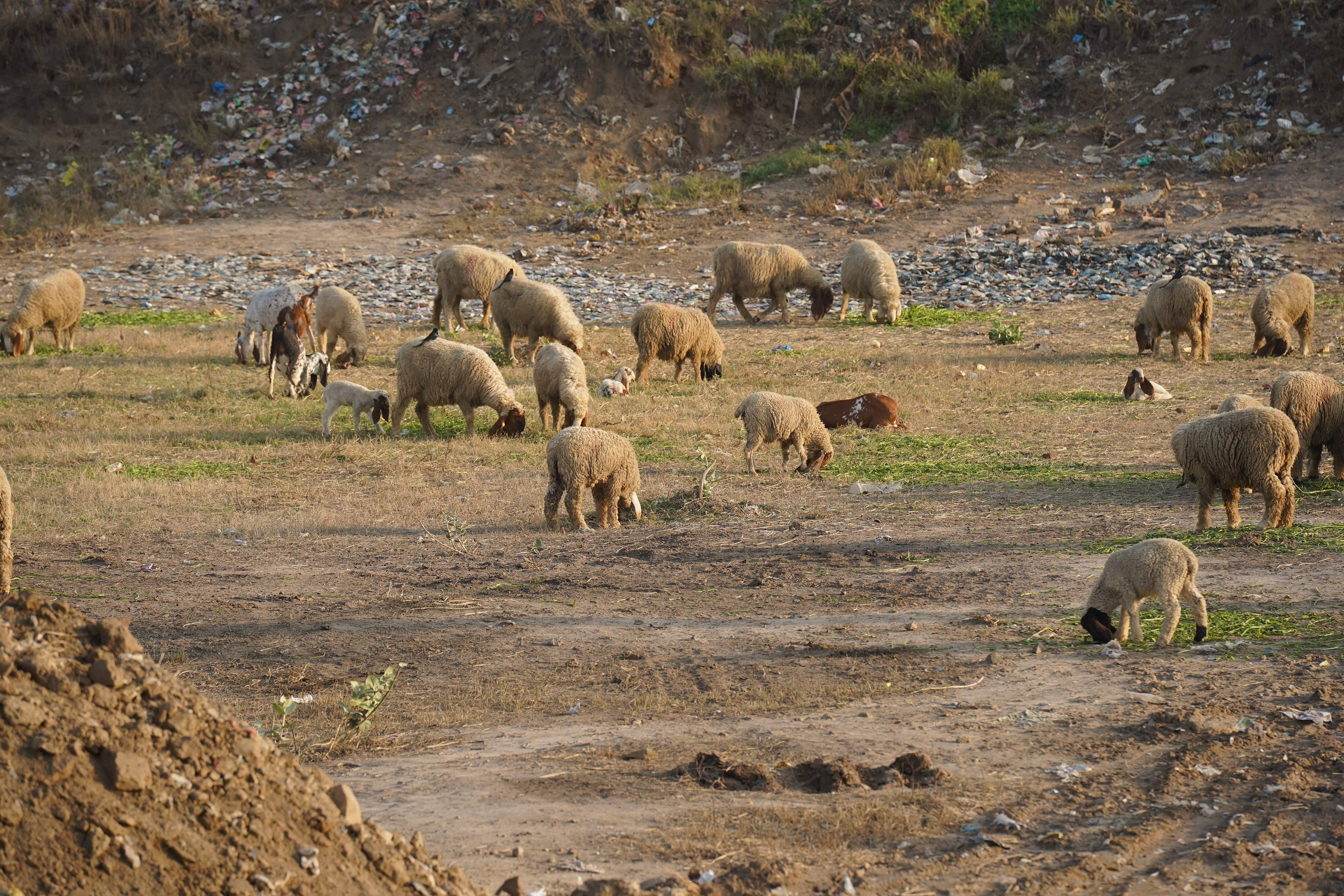A herd of cattle and sheep on a dusty rural roadside