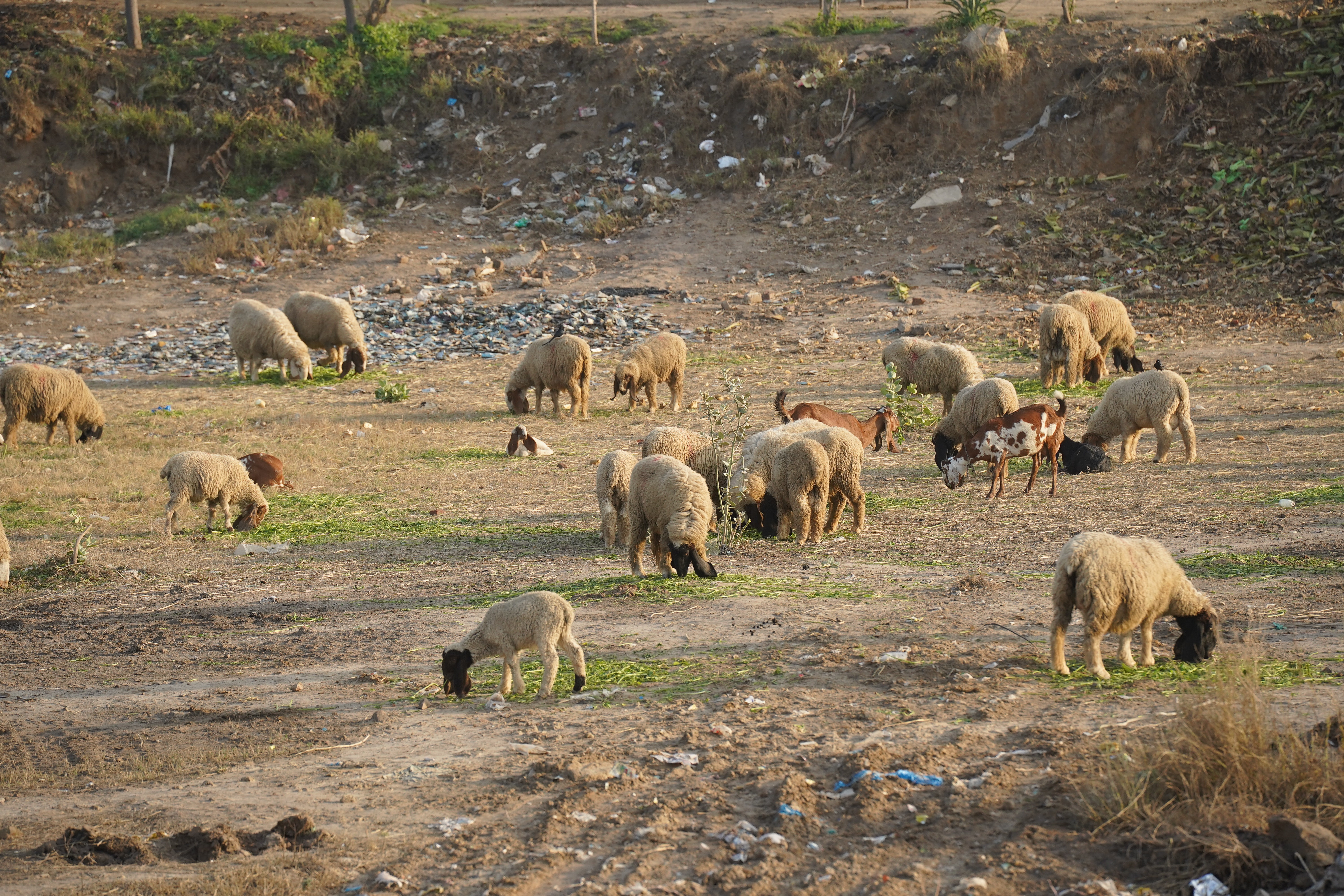 A herd of cattle and sheep on a dusty rural roadside