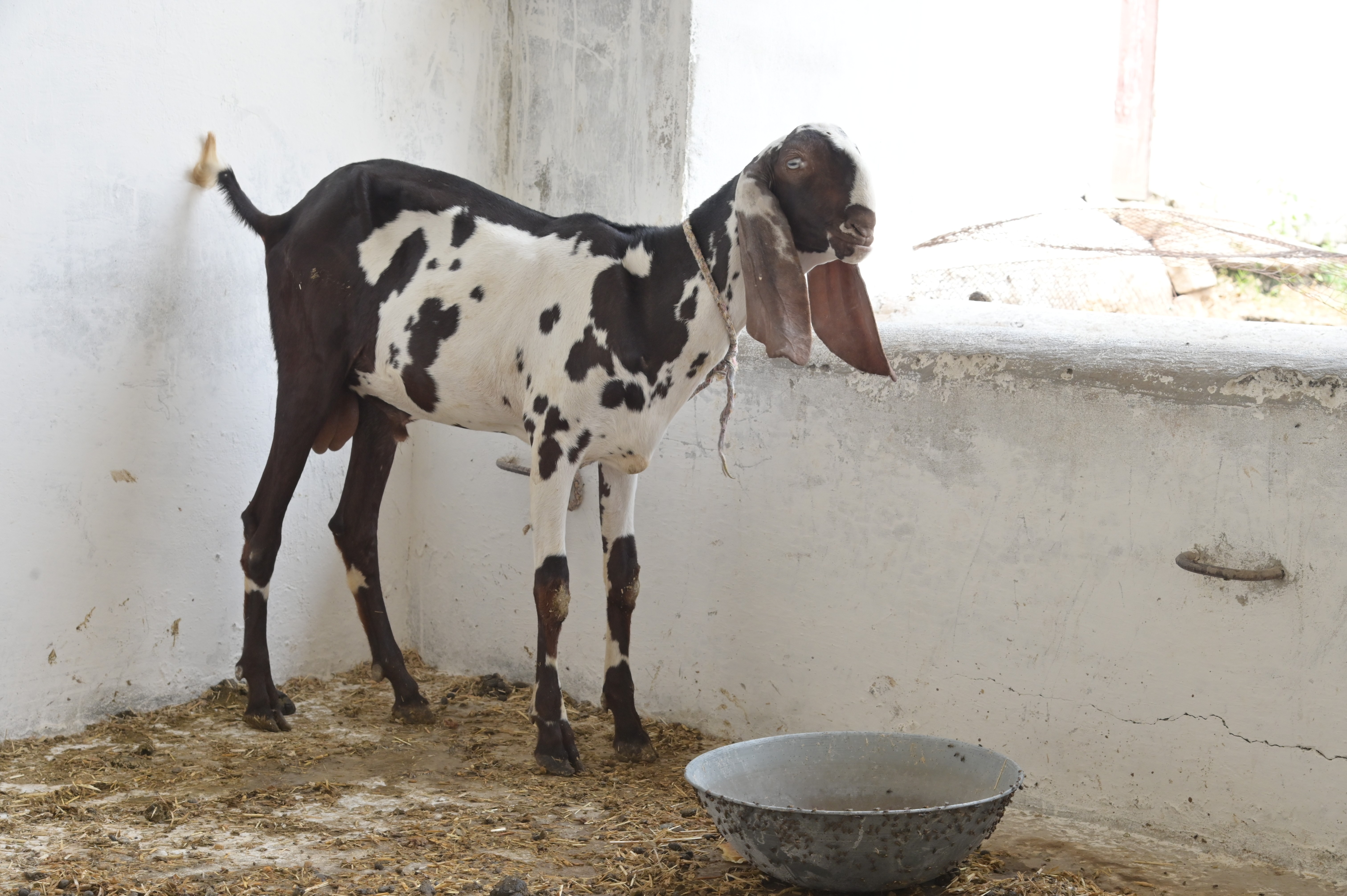 White and brown goat breed