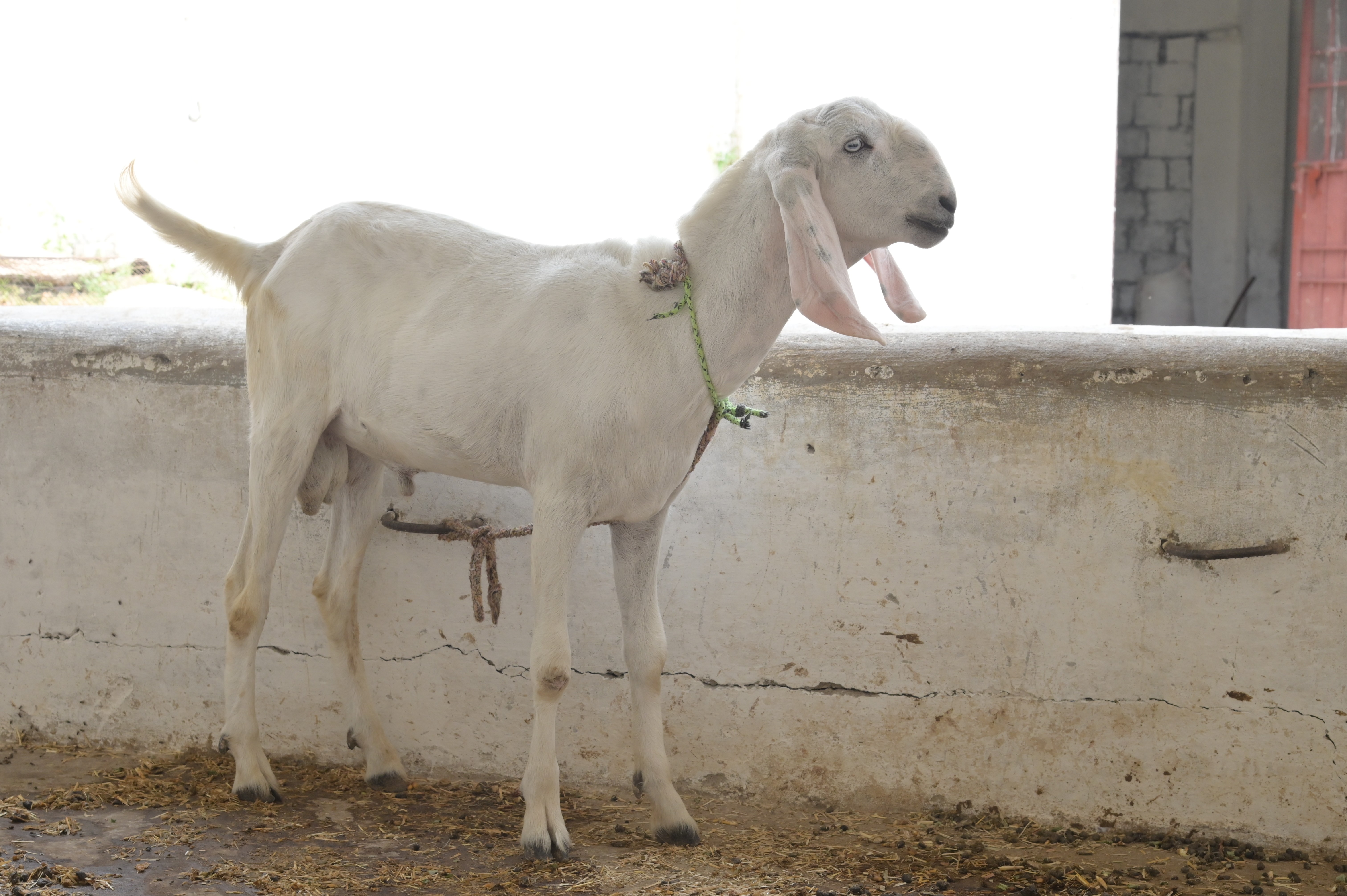 Beautiful white goat home pet on the farm