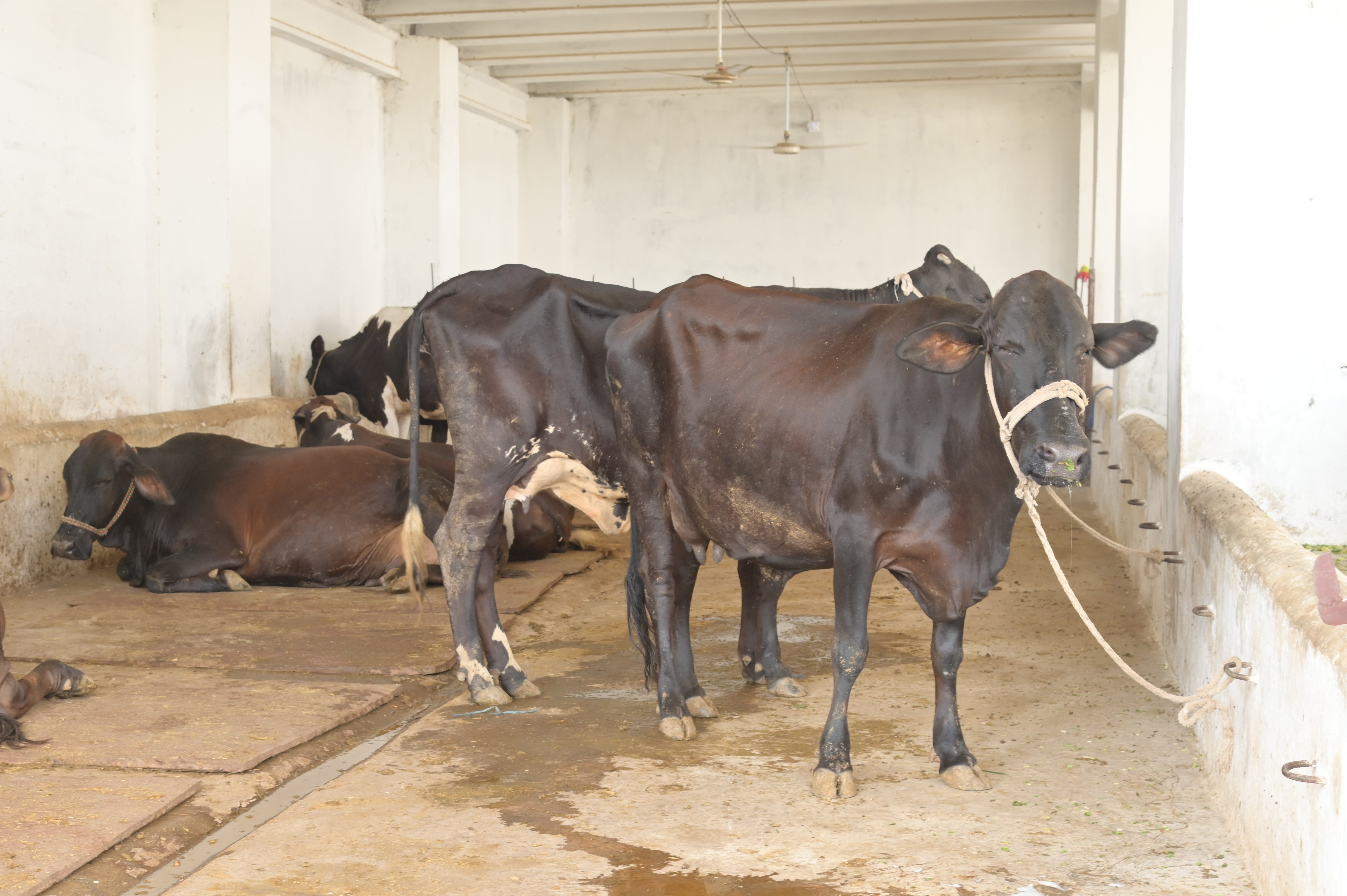 Cows on a small dairy farm