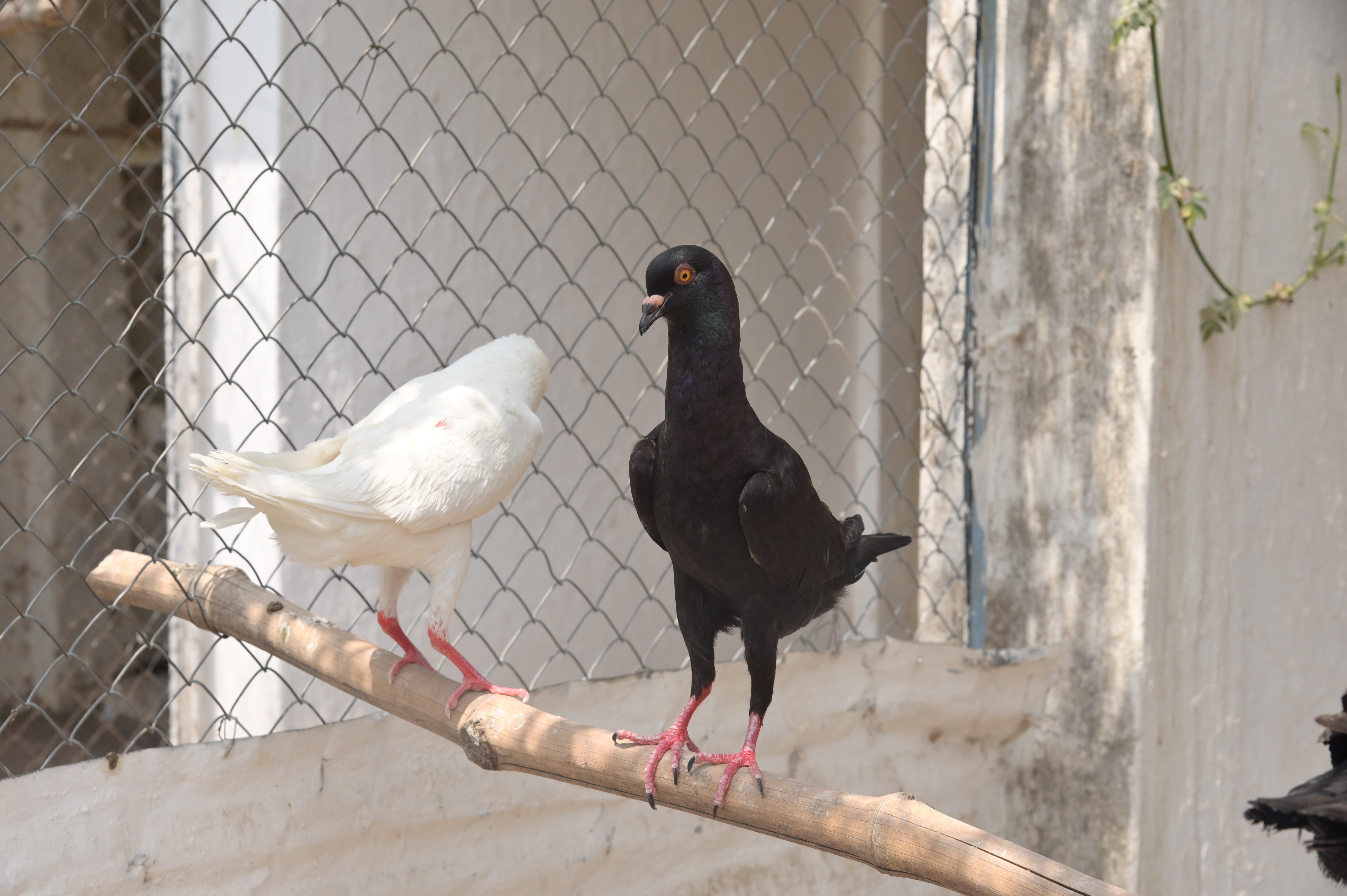 Black and White Pigeons in a cage
