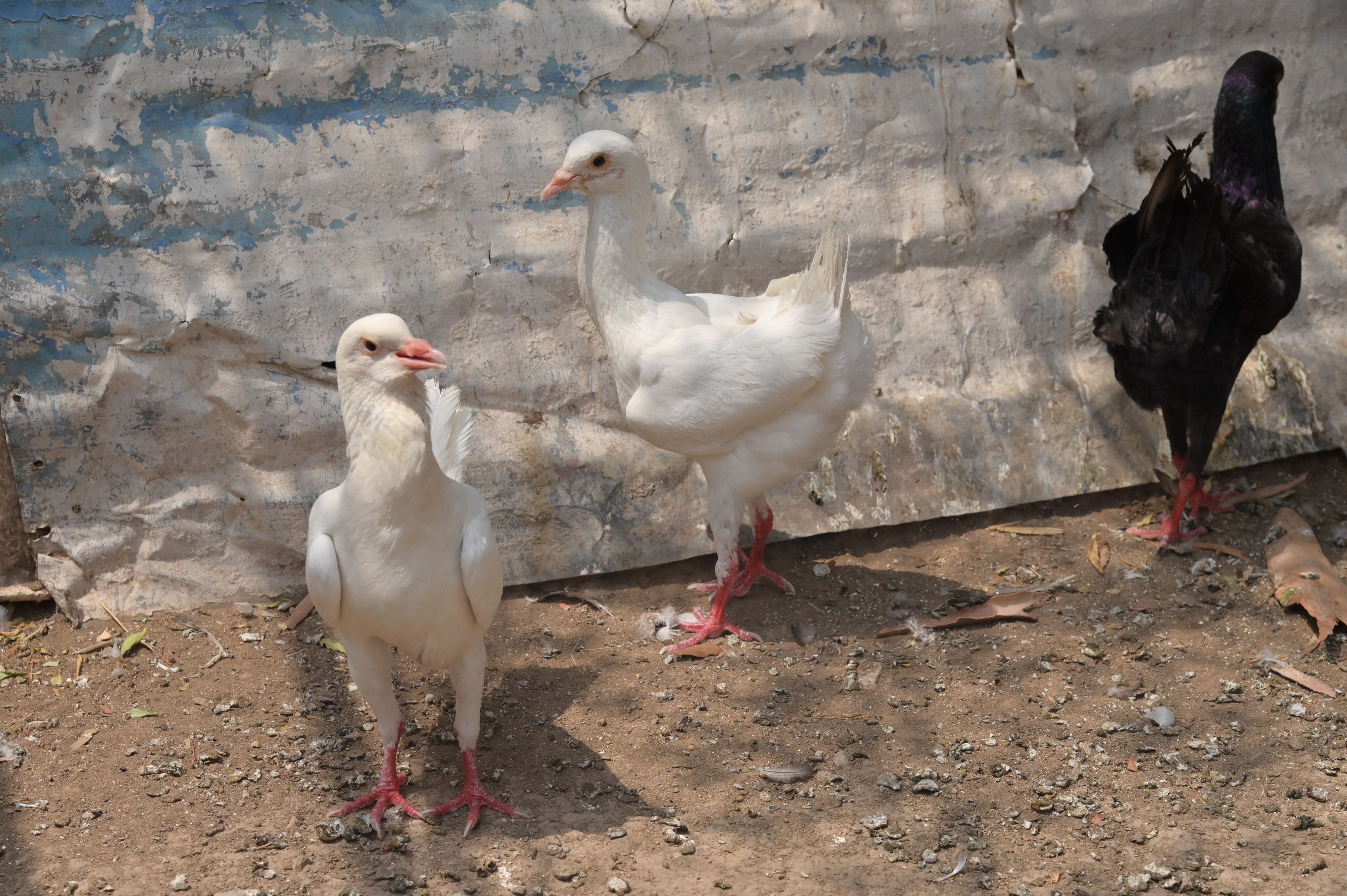 Stunning Maltese Pigeon