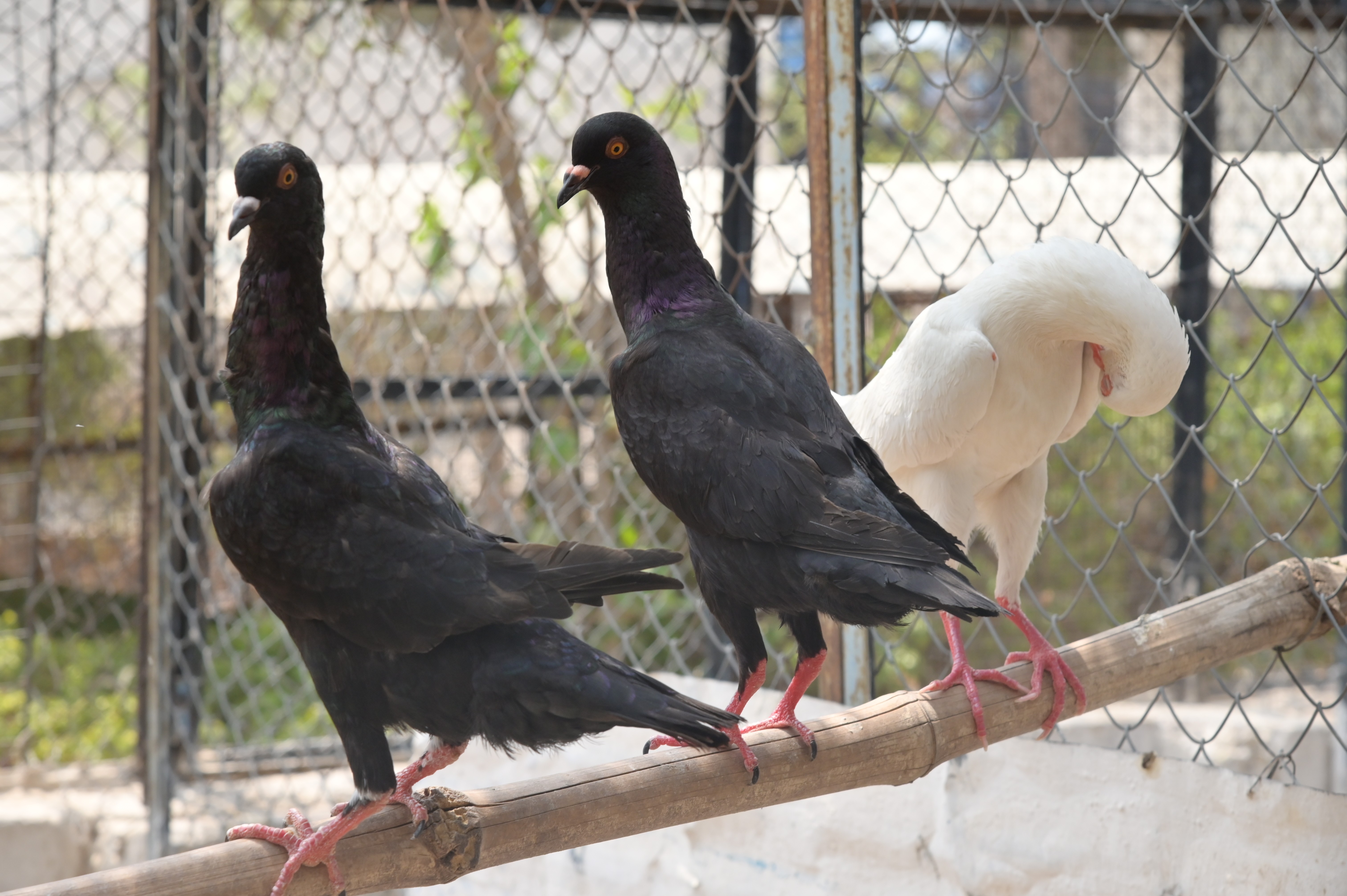 Sleek and Sophisticated: The Black Maltese