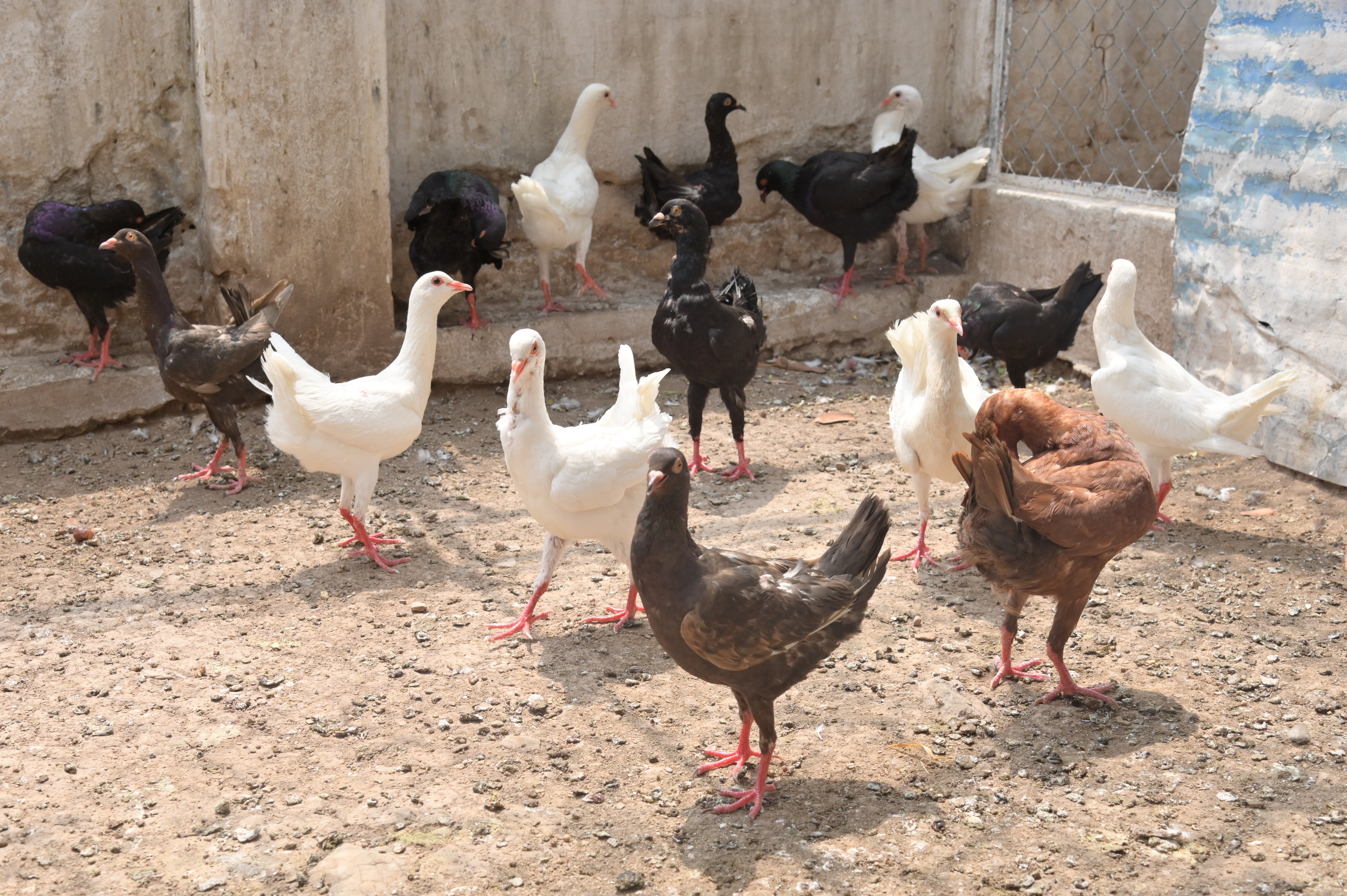 Pigeons are pecking at grains in the cage