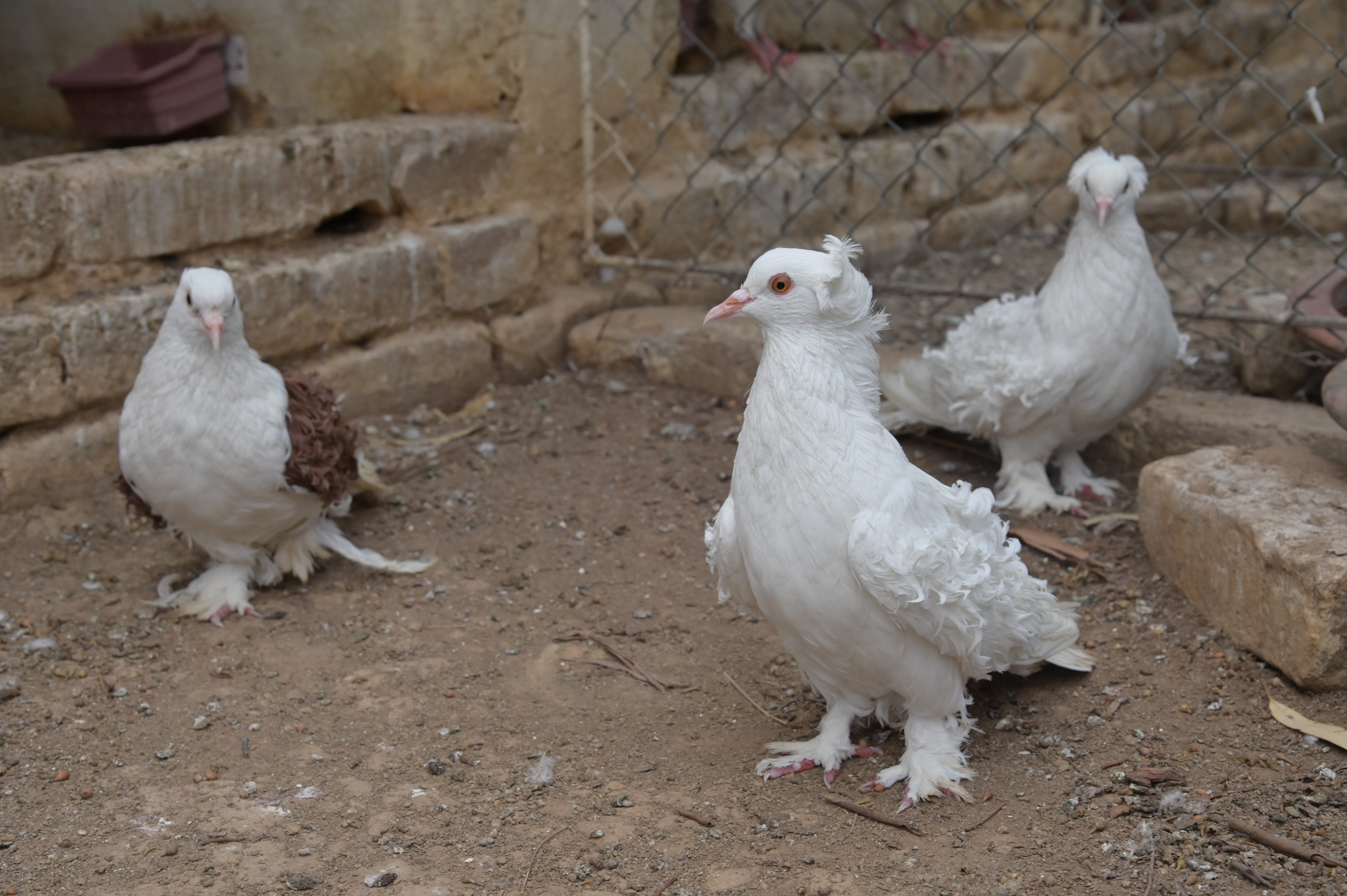 The White Frillback Pigeons