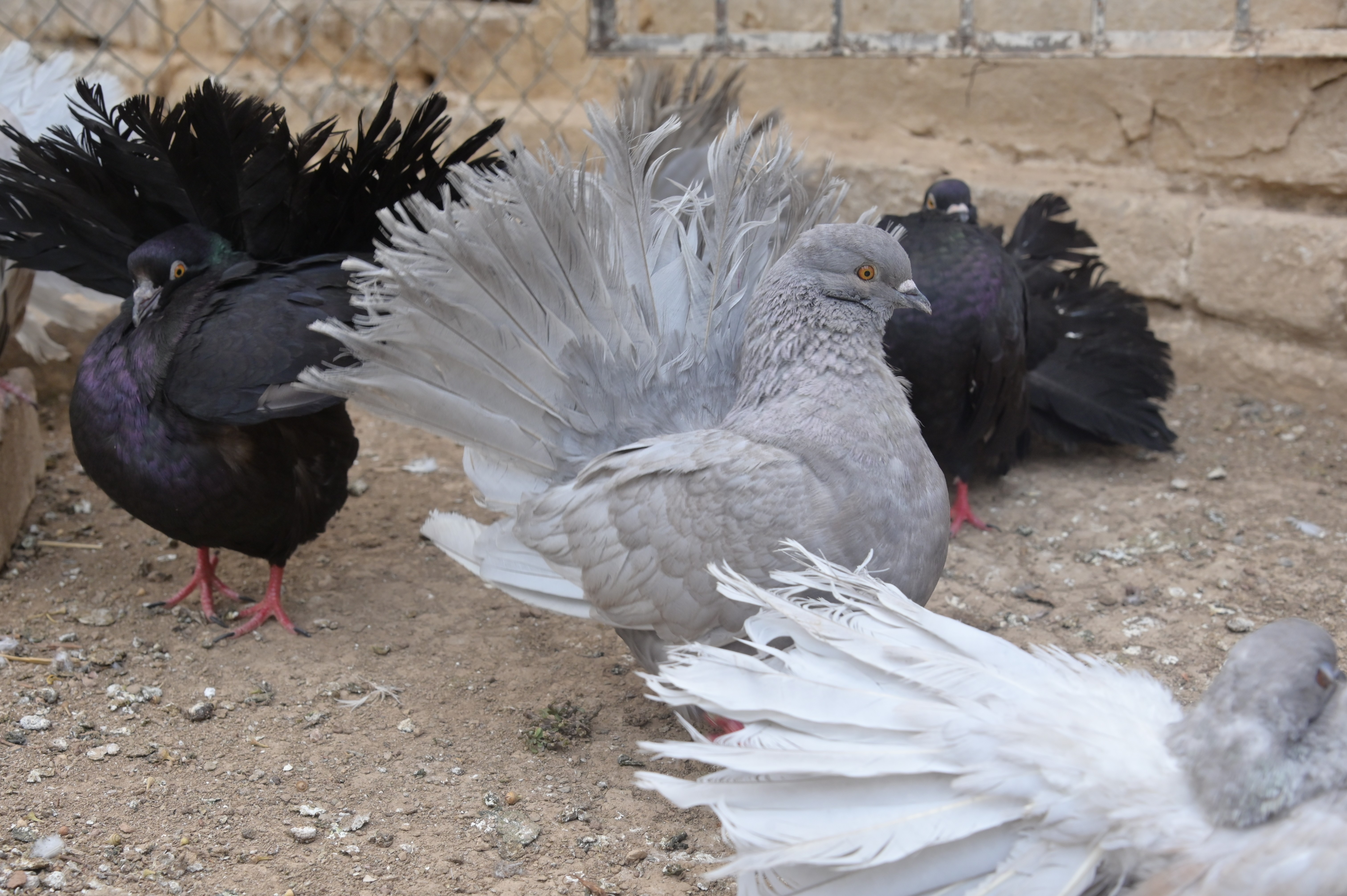 Beautiful Grey fantail pigeon in cage