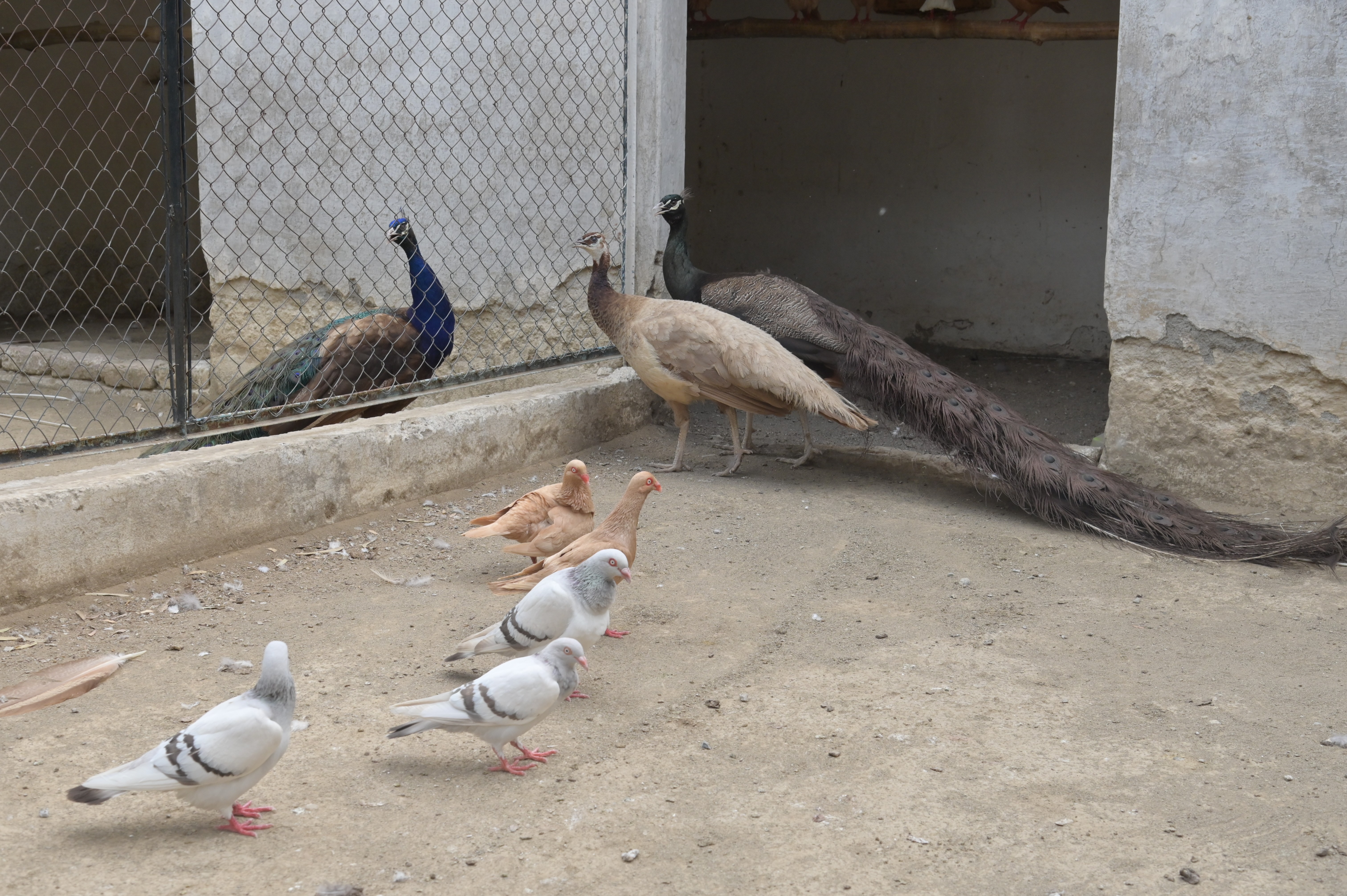 Peafowl and pigeons together in a cage