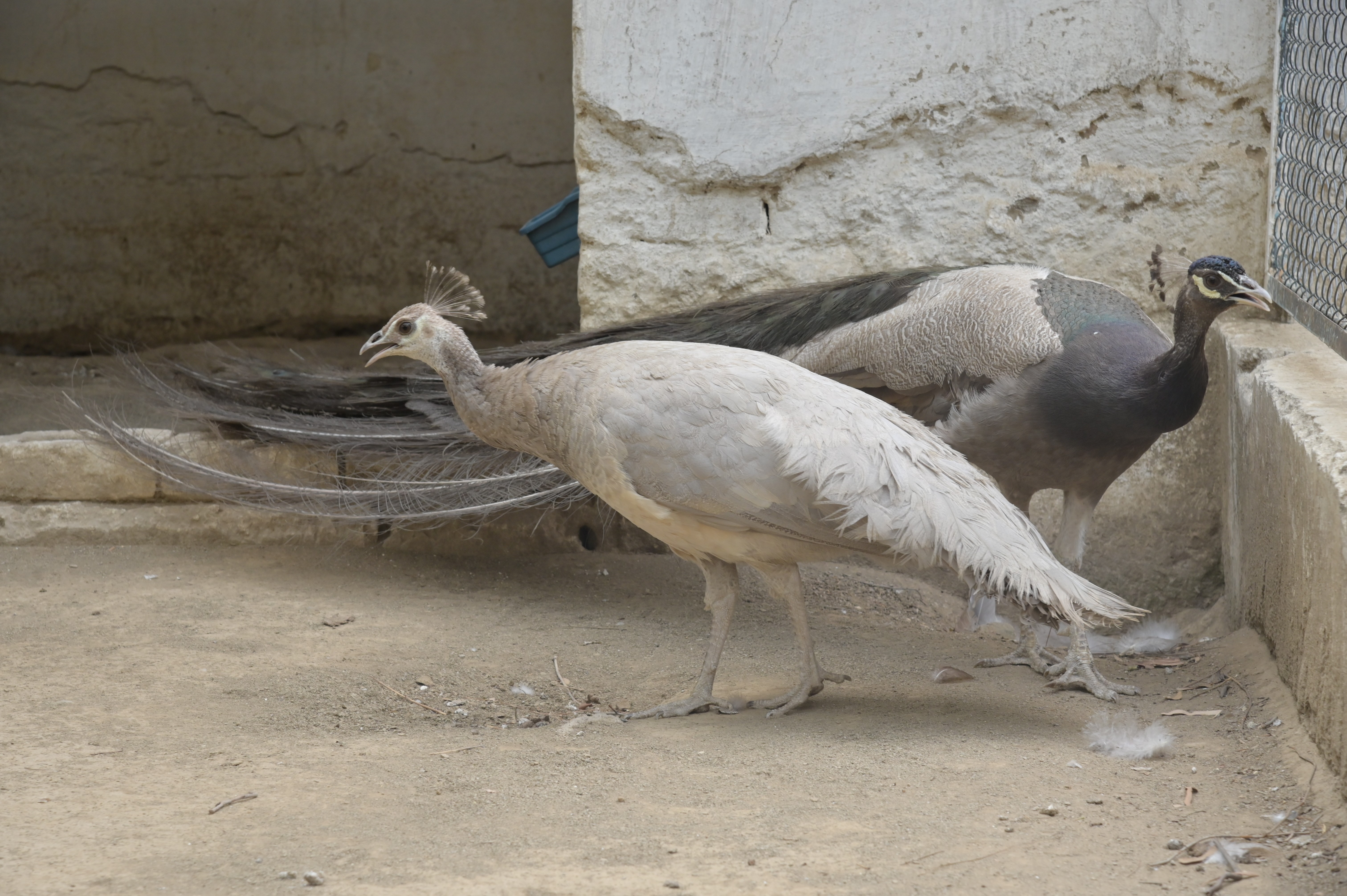 Captivating peafowl in a cage