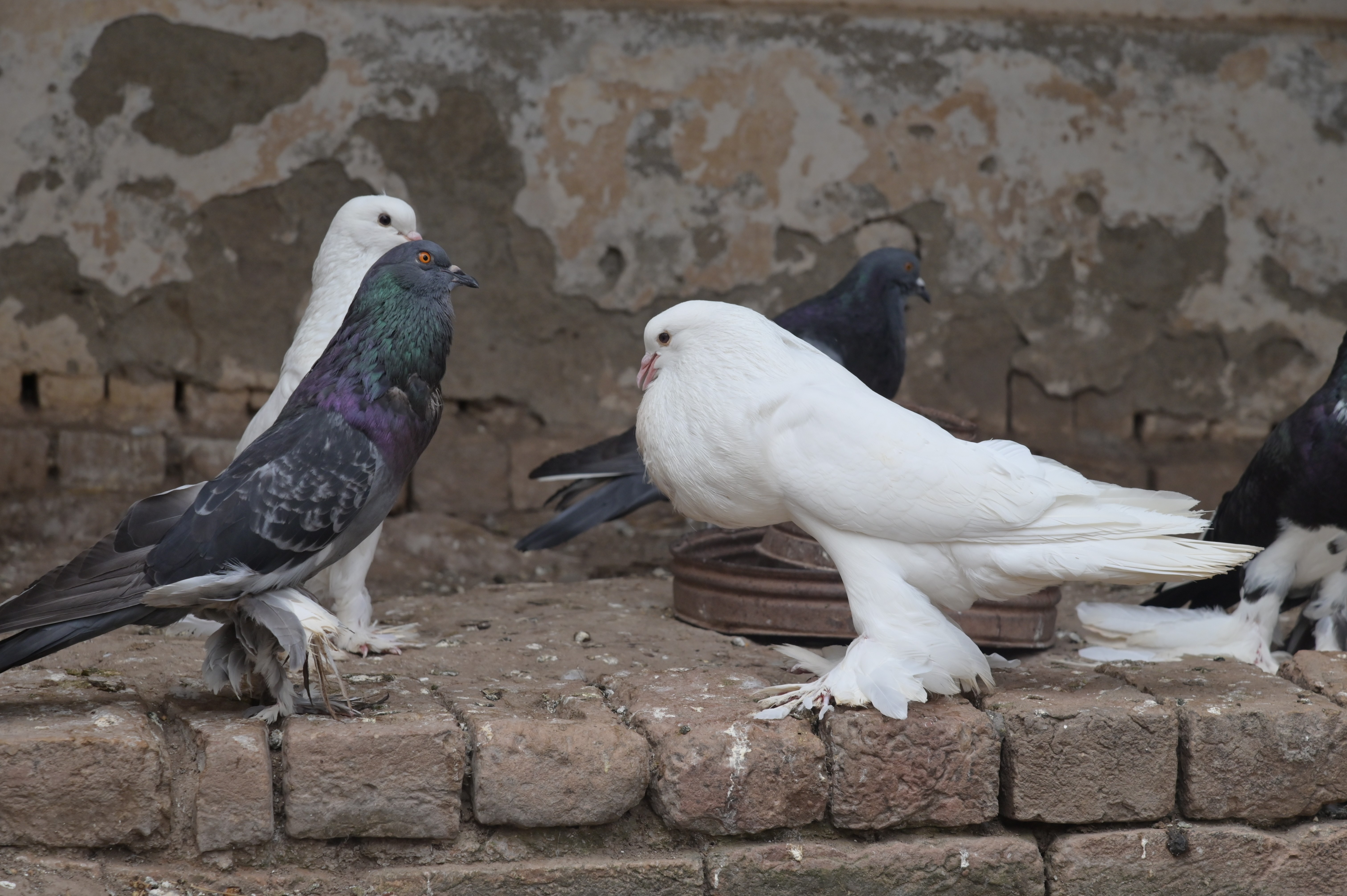 Fancy pigeon in an Aviary