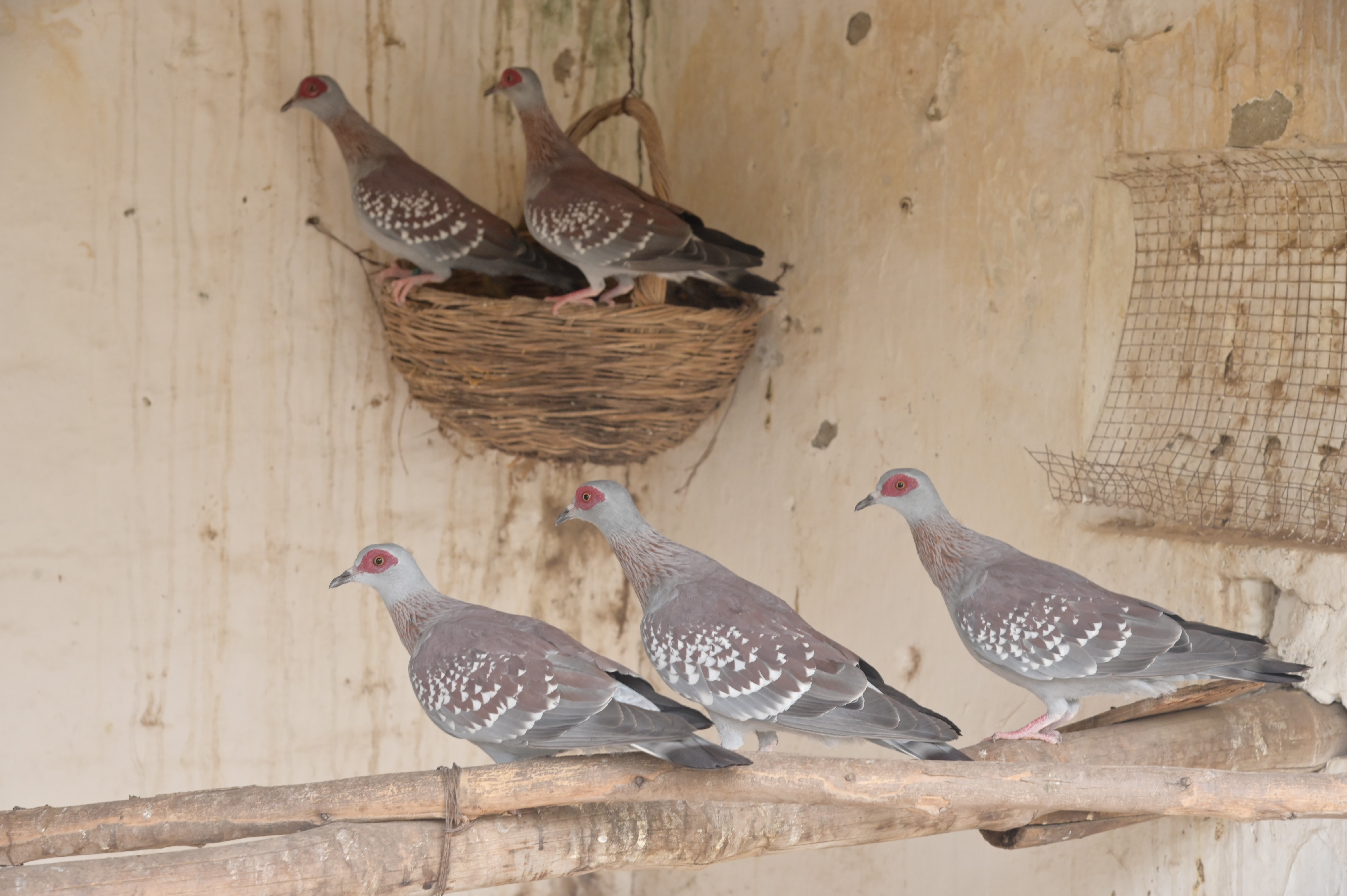 Optical dove in a nest