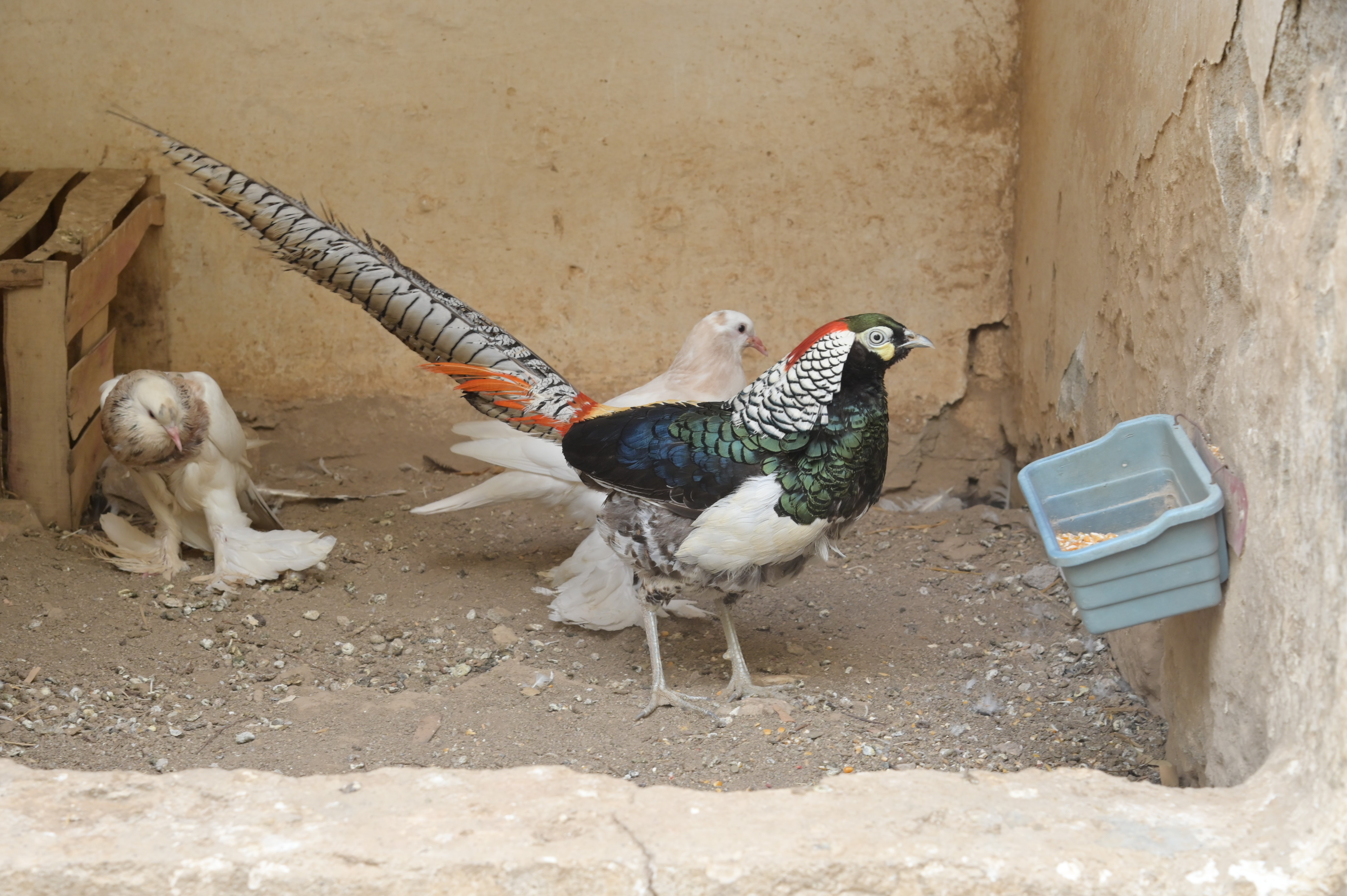 The Lady Amherst's Pheasant
