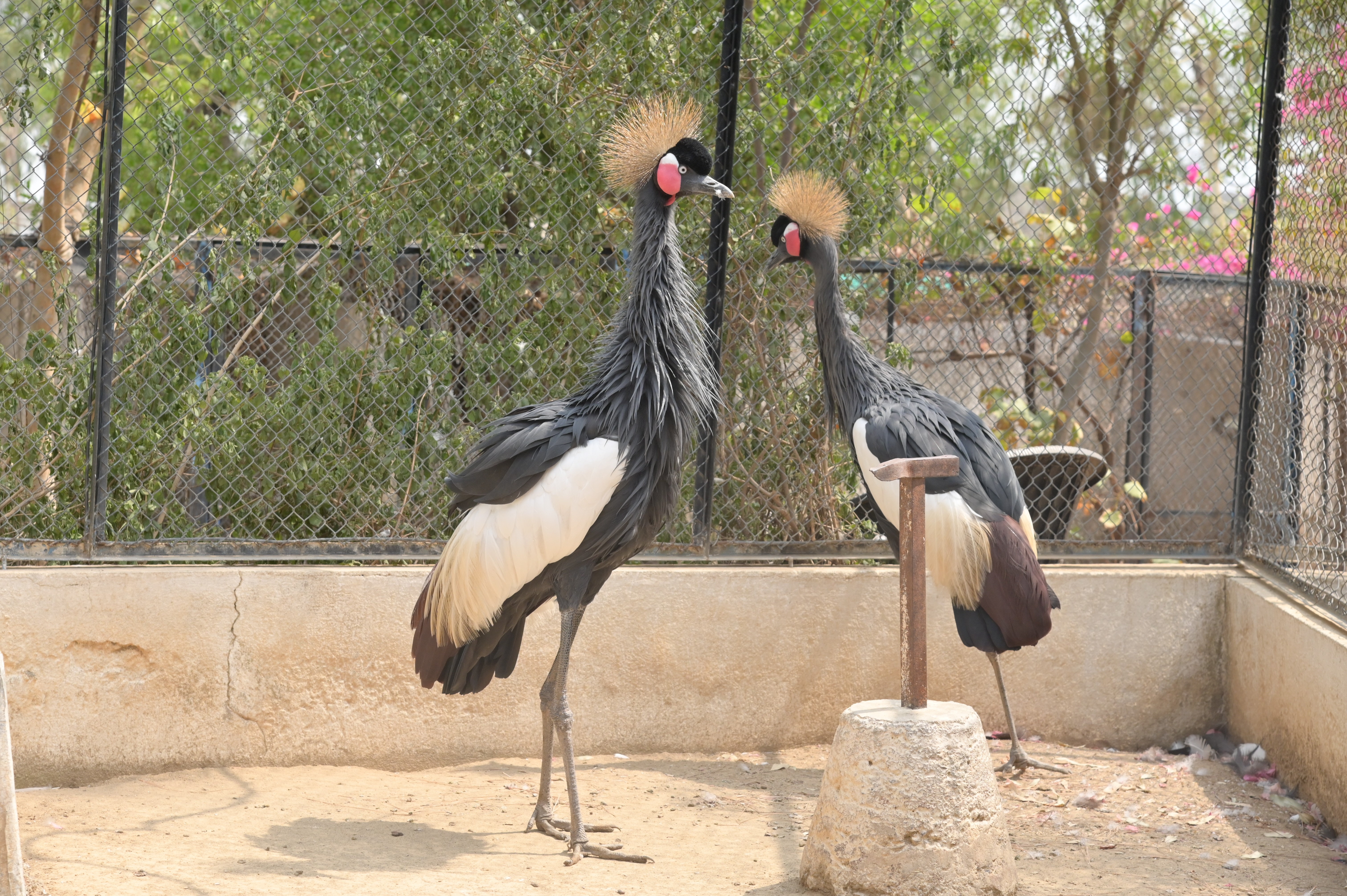 Grey crowned crane in an Aviary