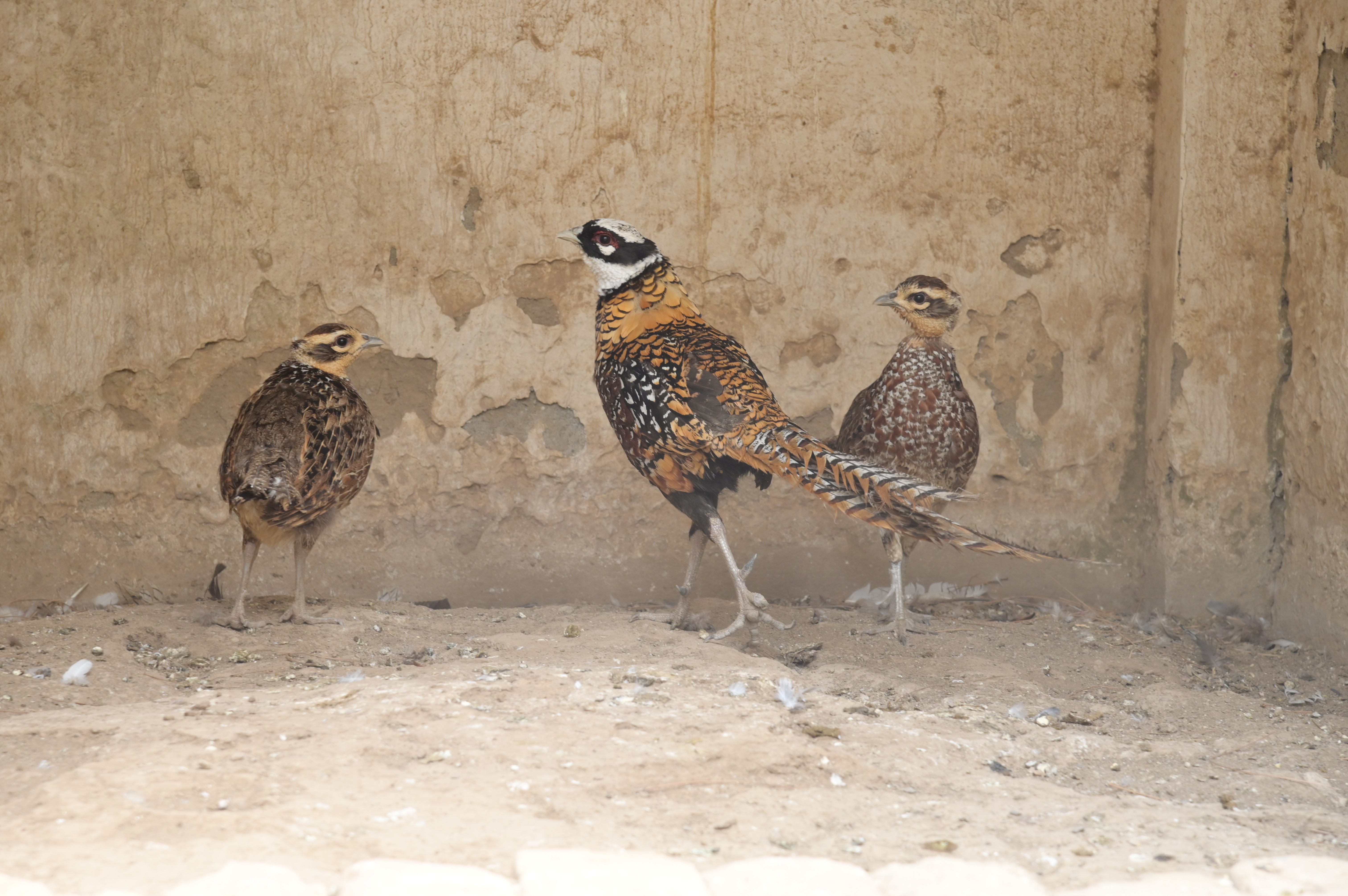 Stunning Reeves's Pheasant