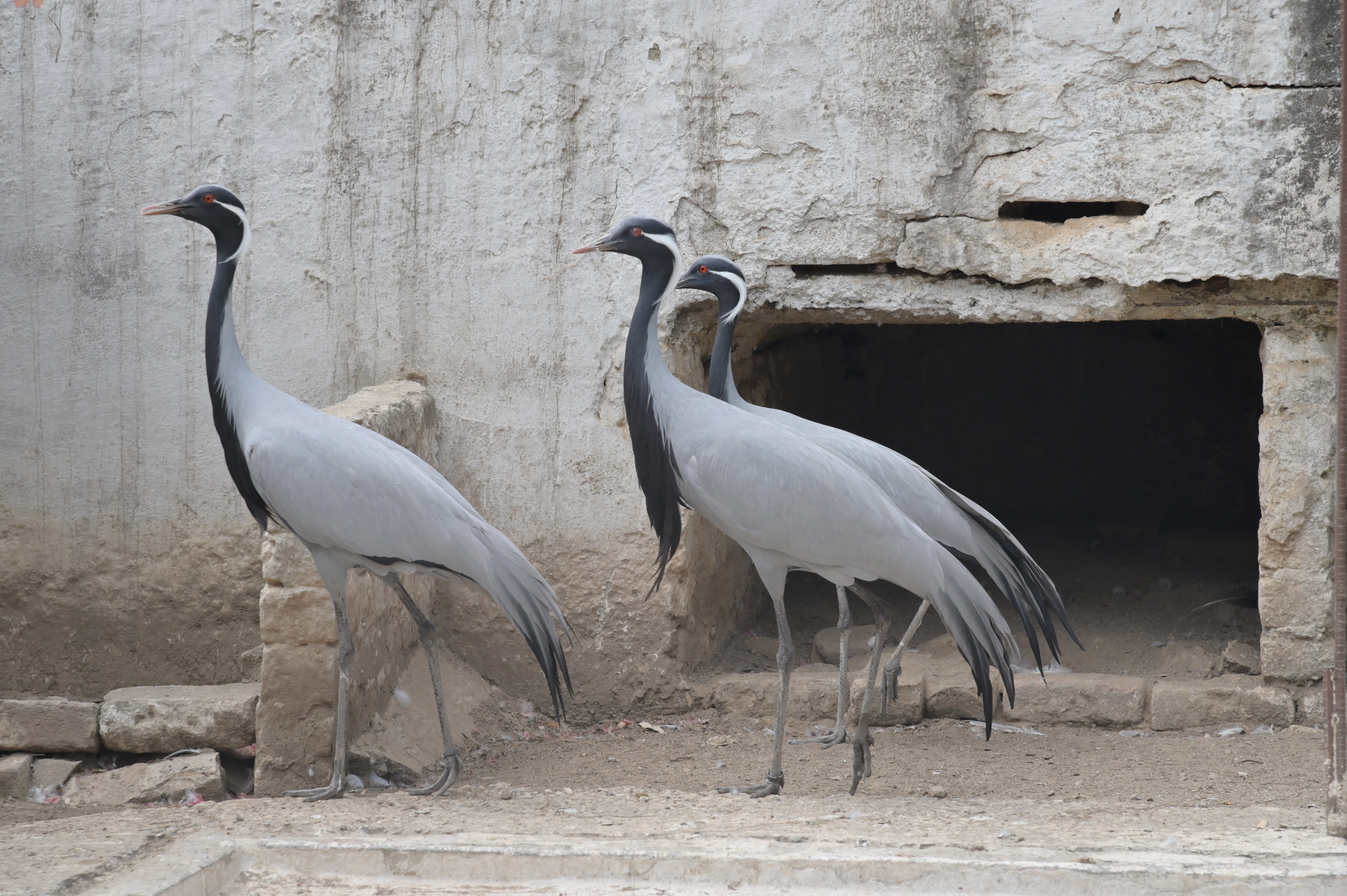 Captivating Demoiselle Crane