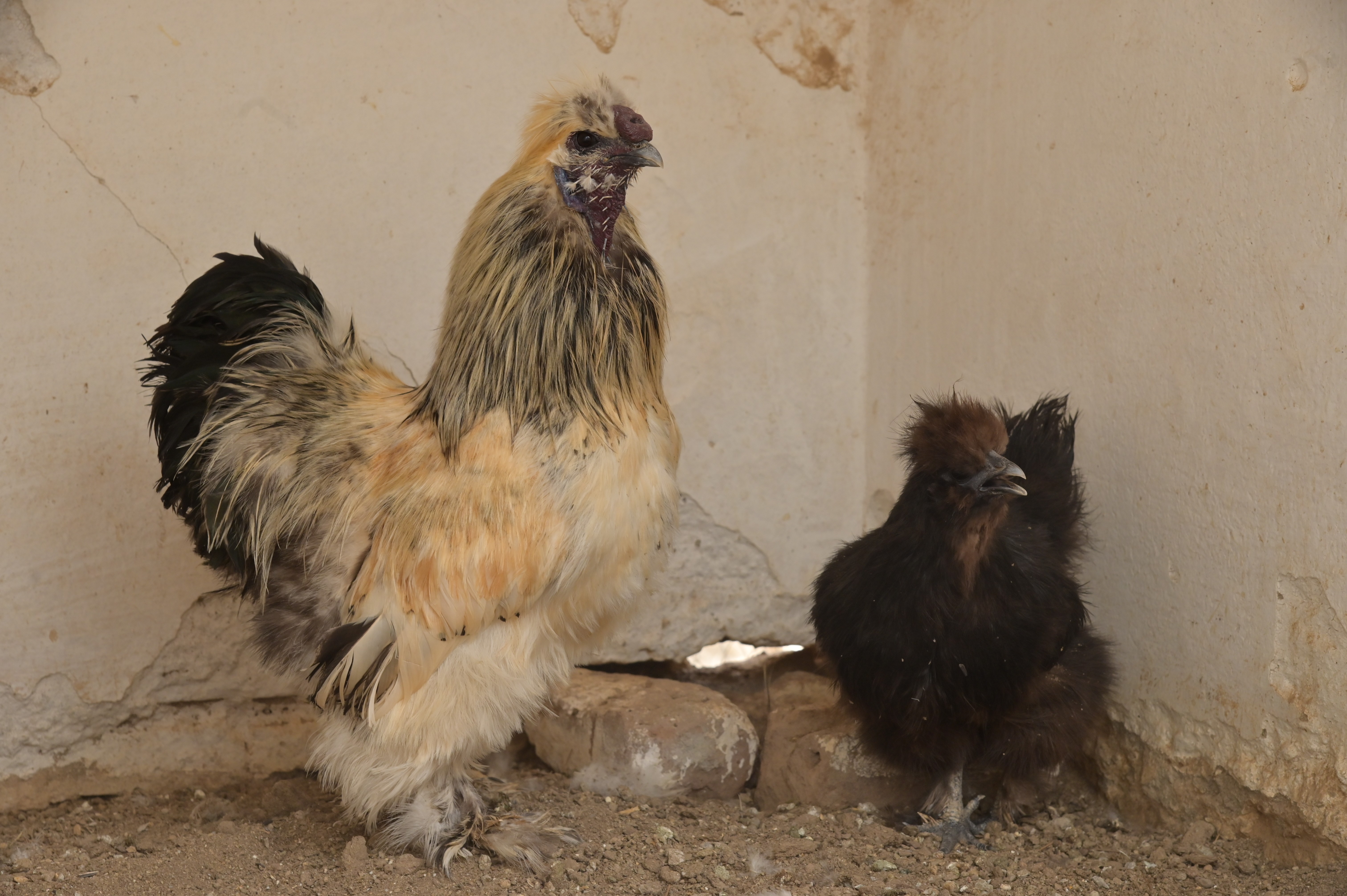 A pair of Silkie Chicken breed