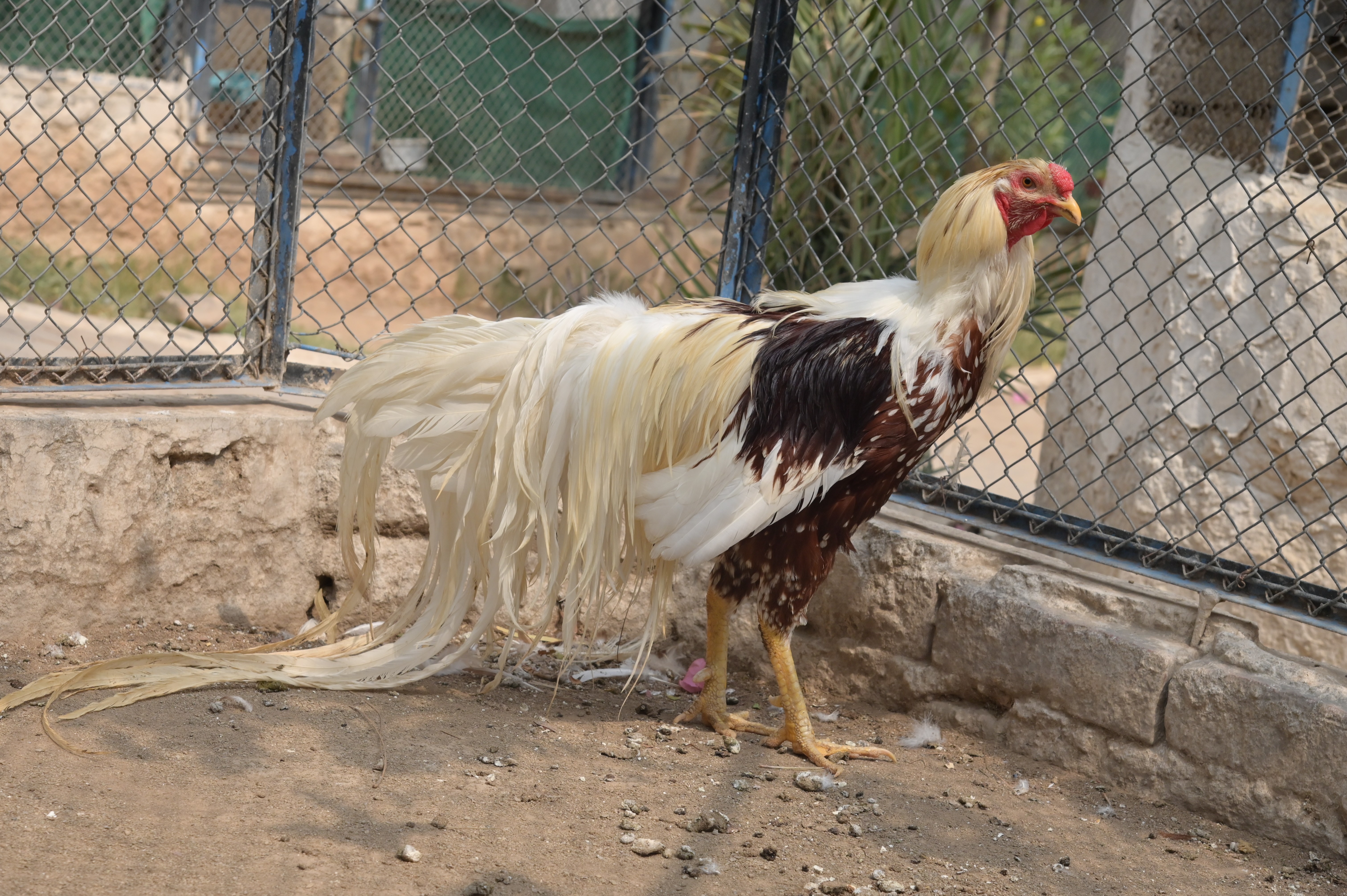 Stunning Satsumadori chicken