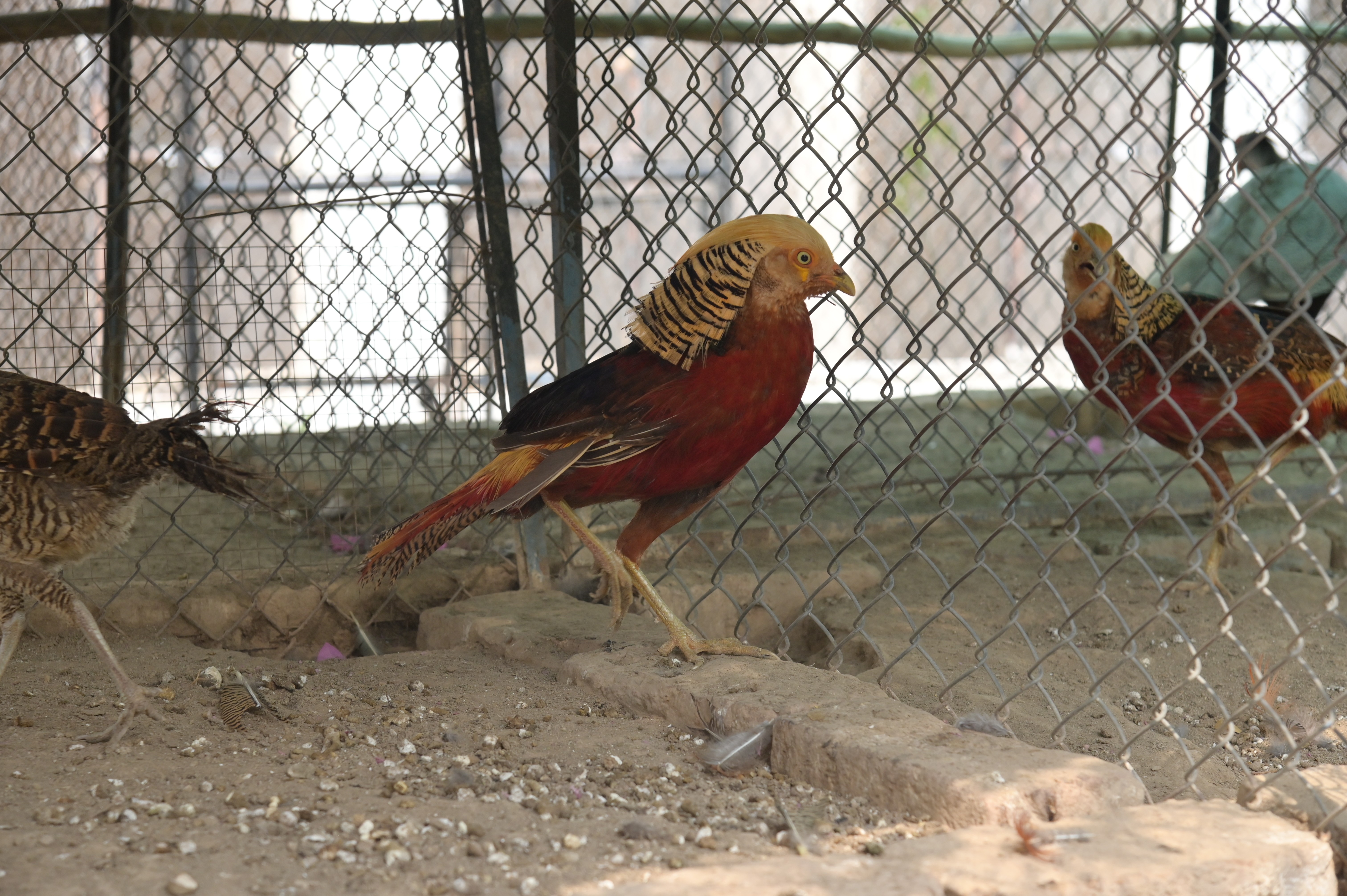 Red Golden Pheasant