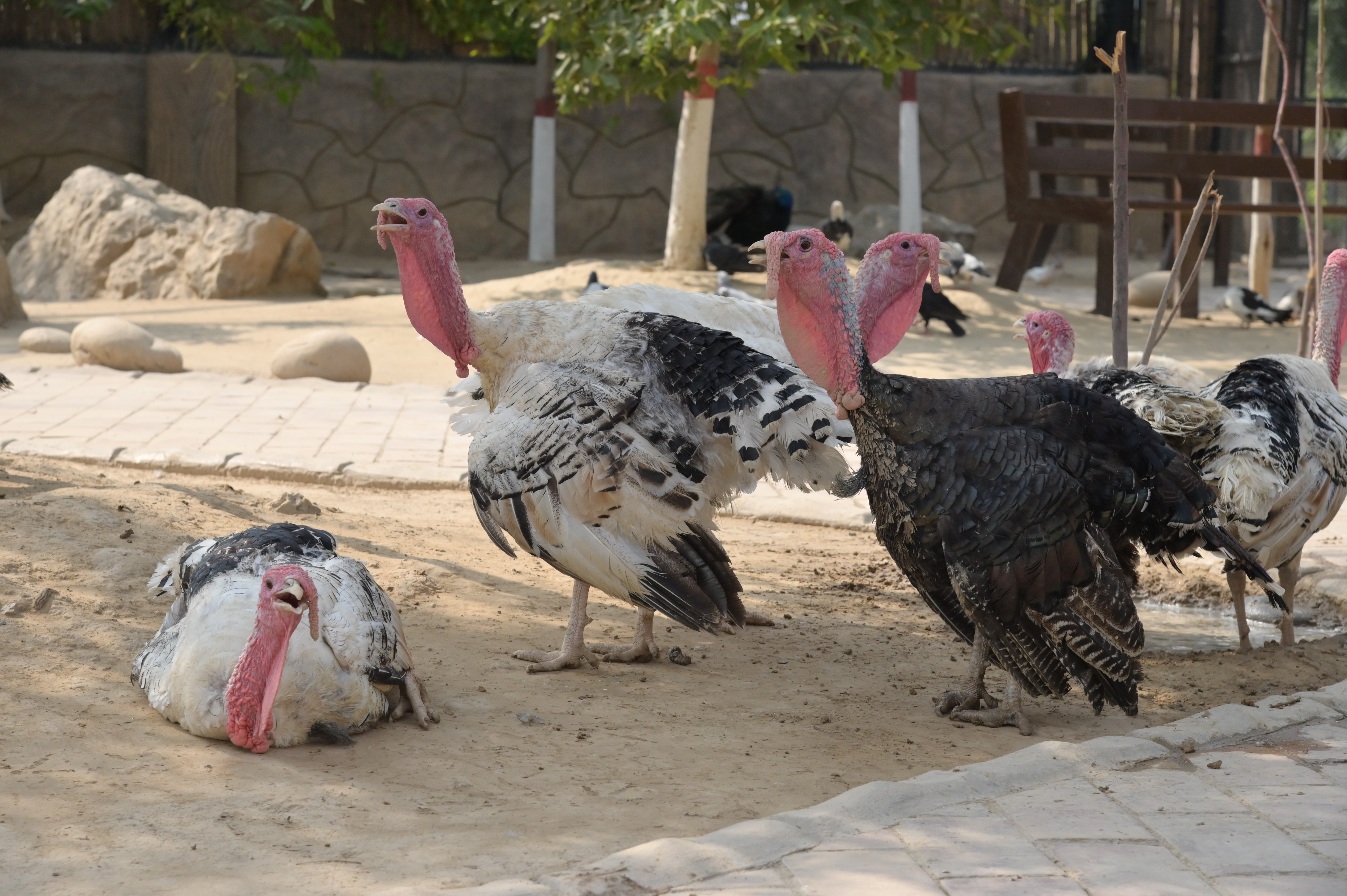 Captivating Royal Palm Turkeys