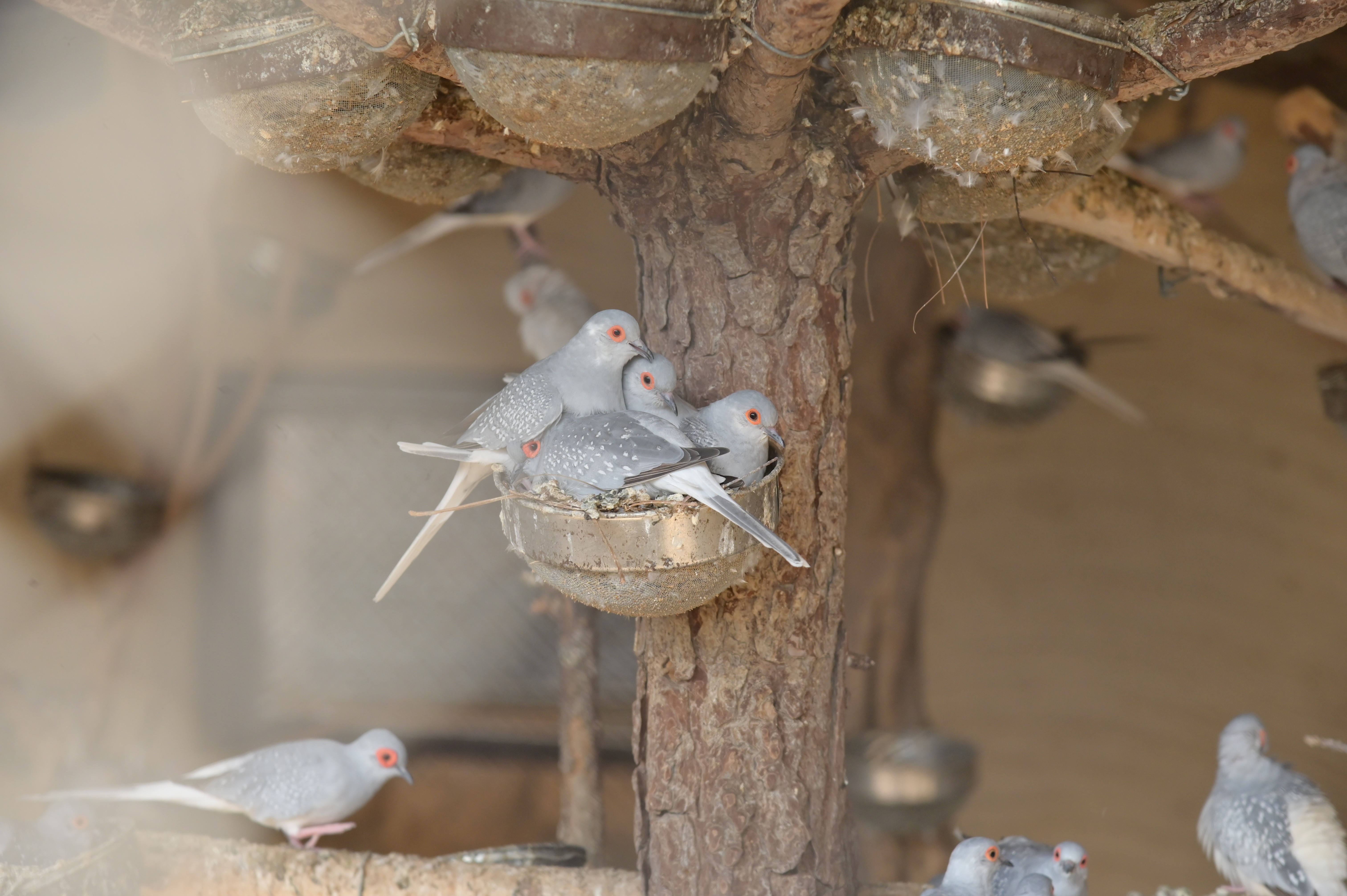 The diamond Doves are resting in an artificial nest