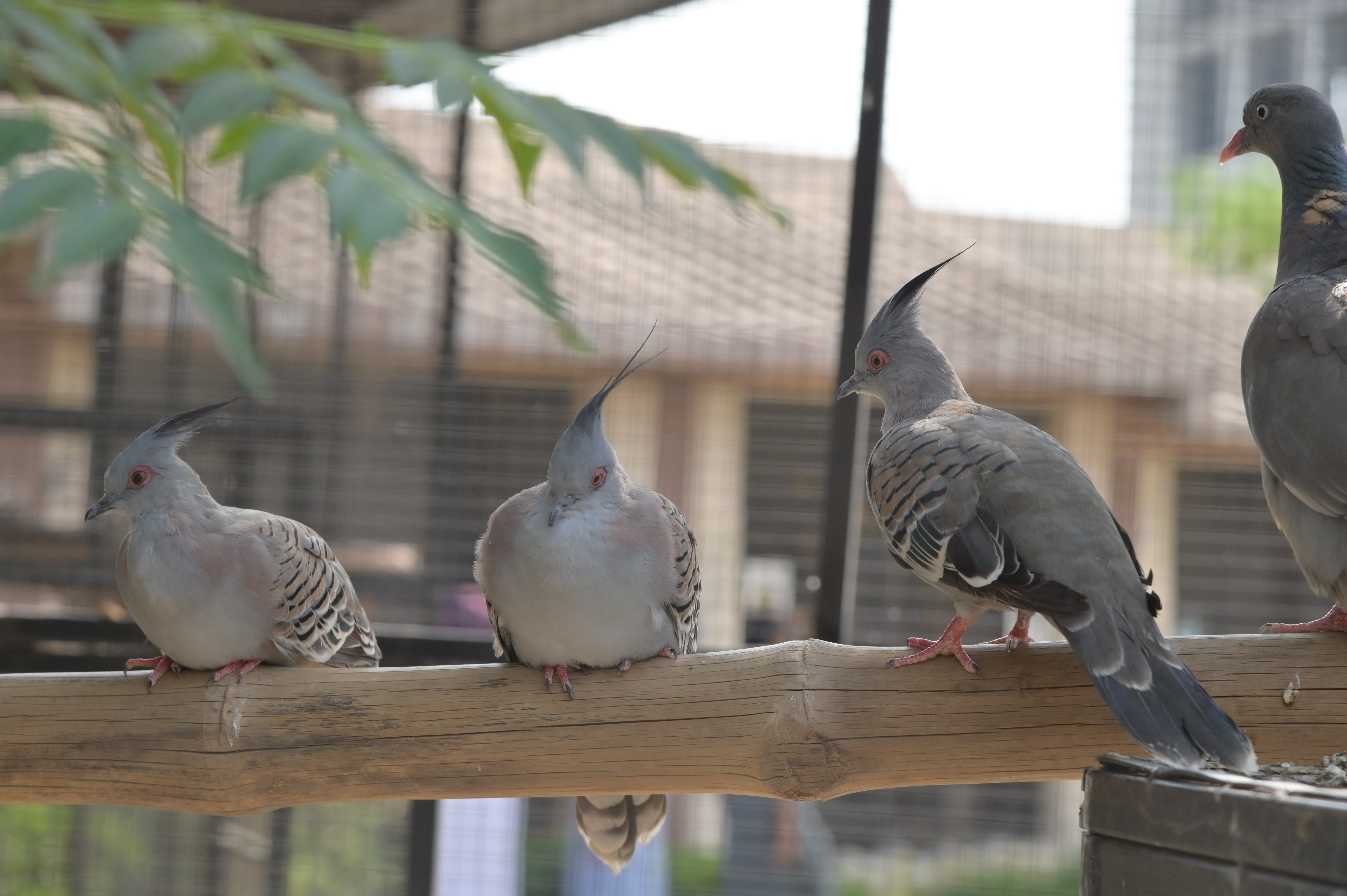 The Crested Pigeon