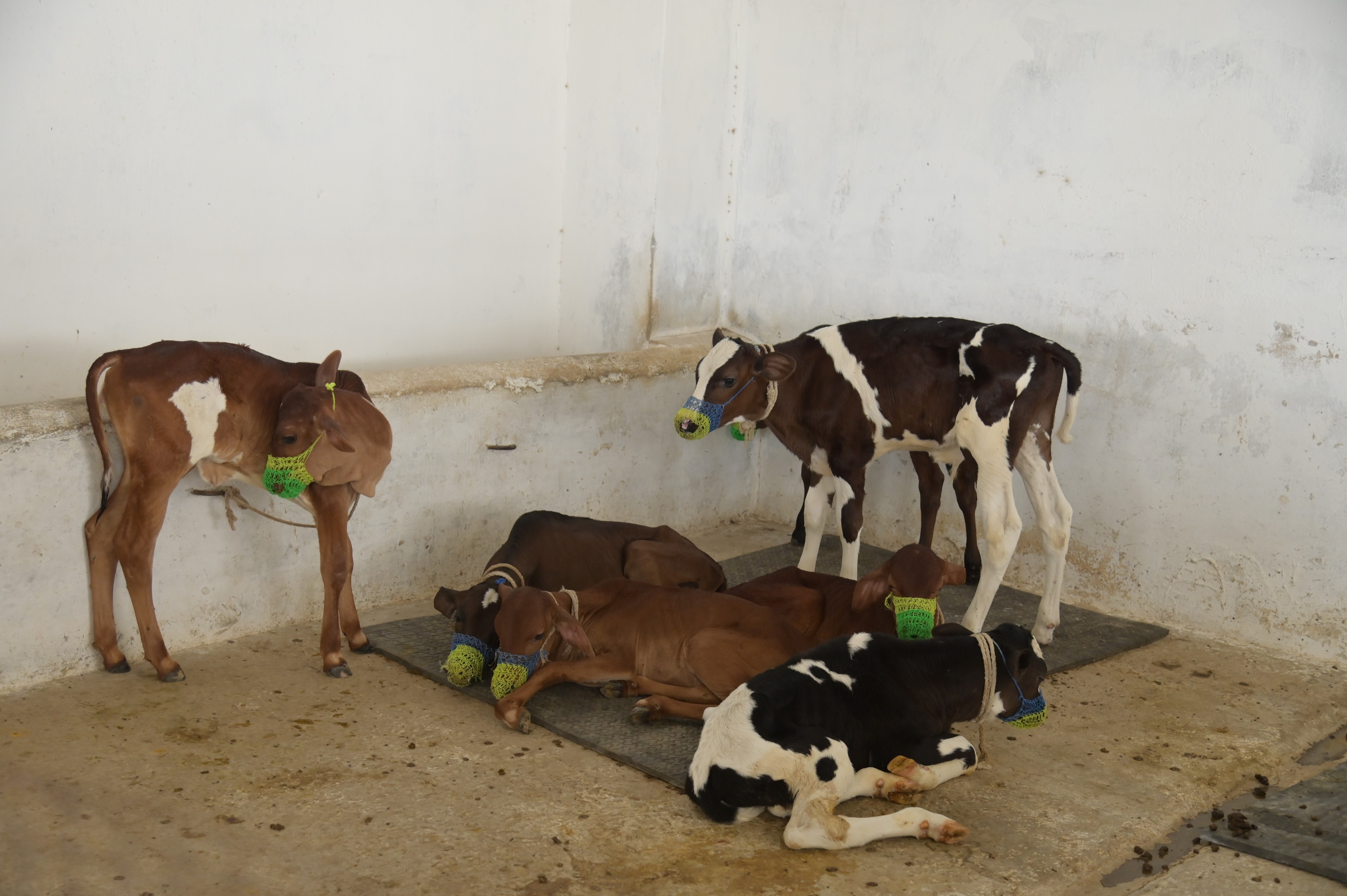 Cows on a small dairy farm