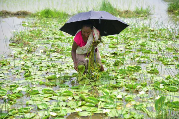 A woman collects water lily flowers from a pond in Morigaon district of India&#39;s northeastern state of Assam, Aug. 22, 2022. (Str/Xinhua)