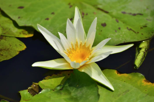 Photo taken on Aug. 22, 2022 shows a bloomed water lily flower in a pond in Morigaon district of India&#39;s northeastern state of Assam. (Str/Xinhua)