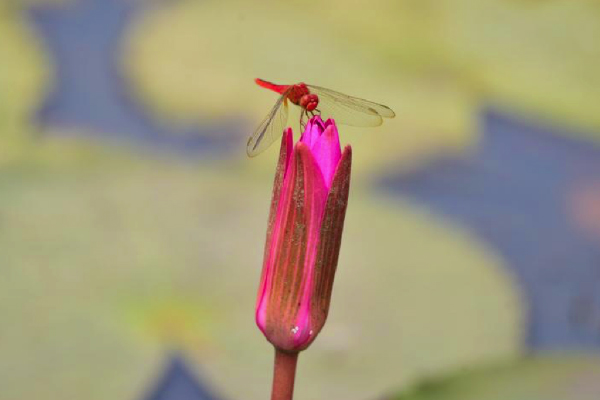 A dragonfly lands on a water lily flower in a pond in Morigaon district of India&#39;s northeastern state of Assam, Aug. 22, 2022. (Str/Xinhua)