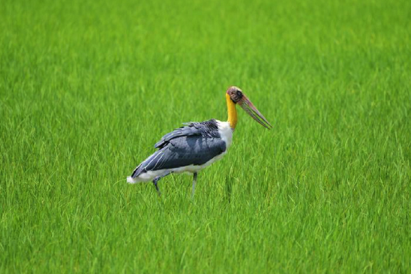 An adjutant stork forages in a paddy field in Morigaon district of India&#39;s northeastern state of Assam, Aug. 22, 2022. (Str/Xinhua)
