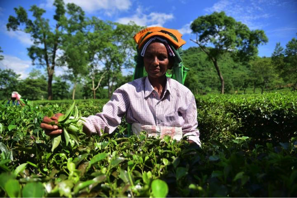 بھارت ، شمال مشرقی ریاست آسام کے ضلع ناگاؤں میں چائے کے ایک باغ میں محنت کش خاتون پتیاں چن رہی ہے۔ (شِنہوا)
