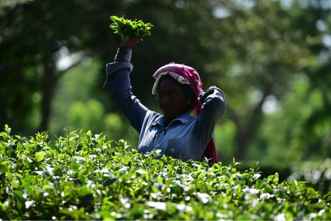 A worker picks tea leaves at a tea garden in Nagaon district of India&#39;s northeastern state of Assam, Aug. 24, 2022. (Str/Xinhua)