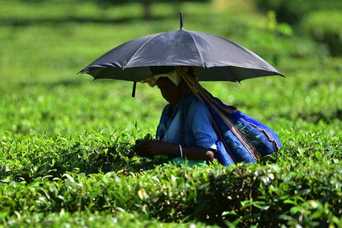 A worker picks tea leaves at a tea garden in Nagaon district of India&#39;s northeastern state of Assam, Aug. 24, 2022. (Str/Xinhua)