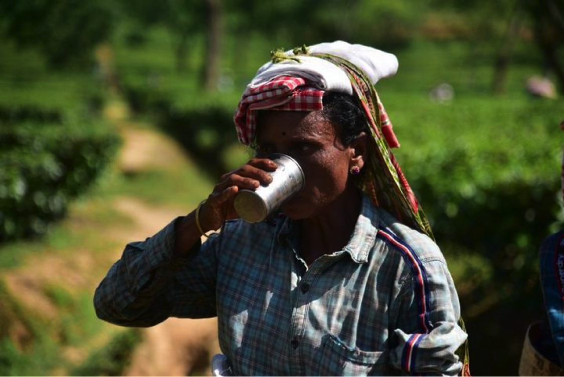 A worker drinks water at Kondoli tea garden in Nagaon district of India&#39;s northeastern state of Assam, Aug. 24, 2022. (Str/Xinhua)