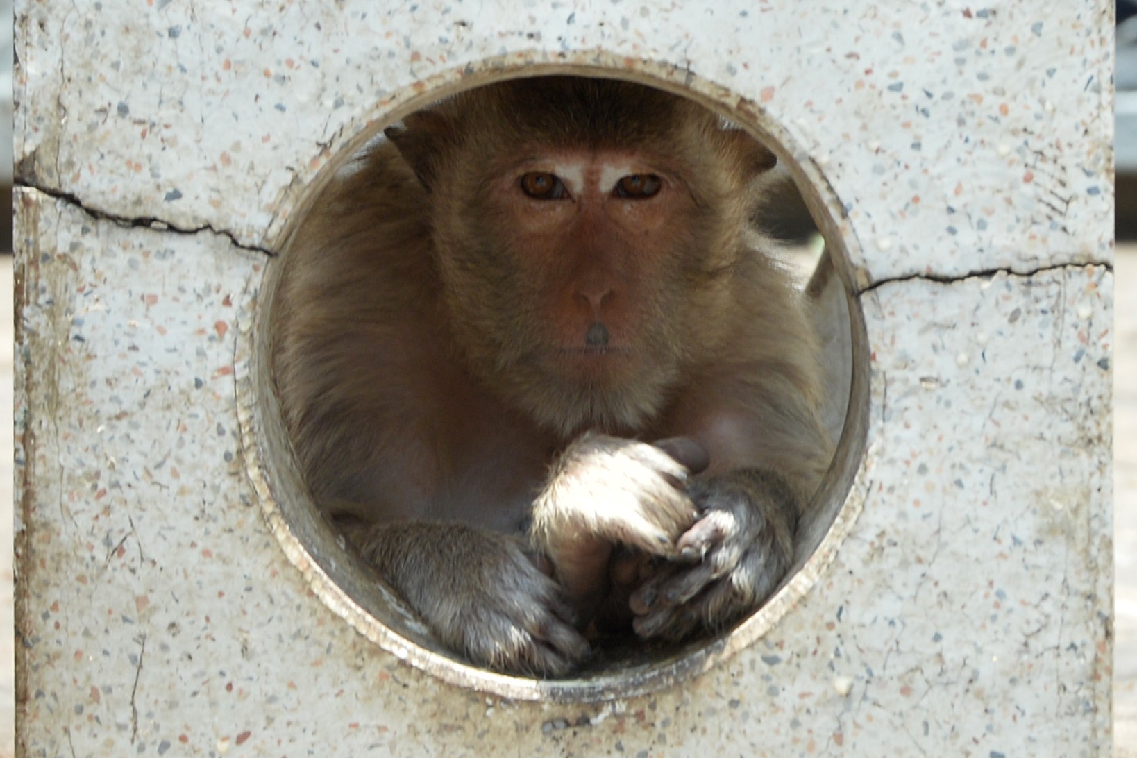 تھائی لینڈ کے لوپ بوری میں بندر جنگلے پر بیٹھے ہوئے ہیں۔(شِنہوا)