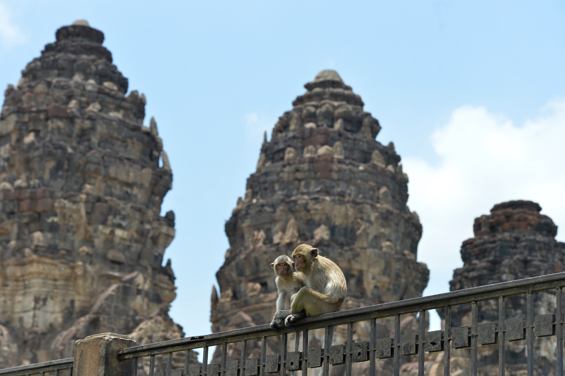 تھائی لینڈ کے لوپ بوری میں ایک بندر کی دلکش تصویر۔(شِنہوا)