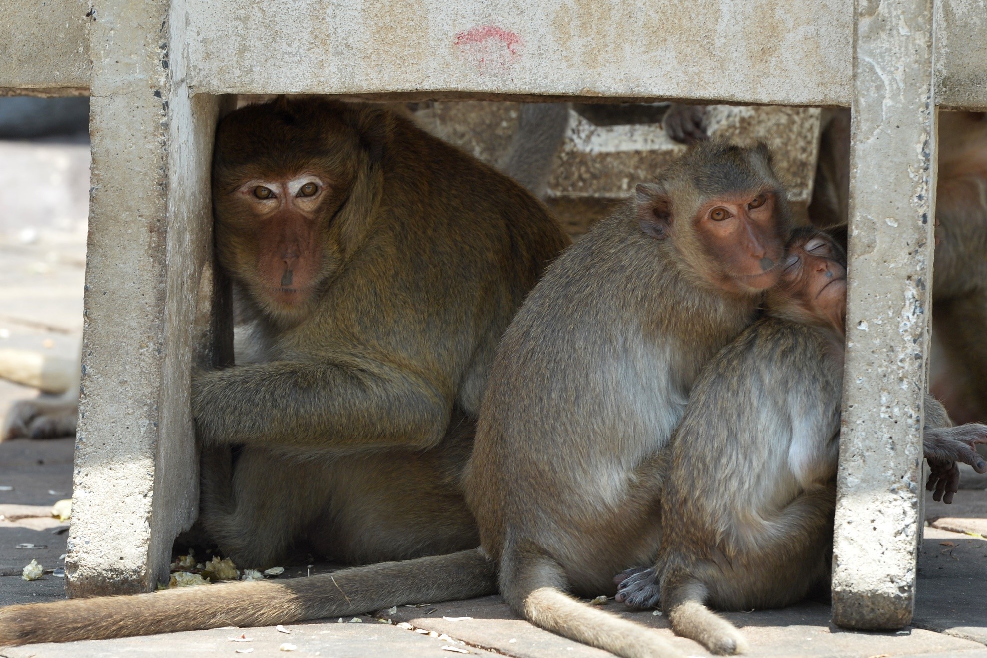 تھائی لینڈ کے لوپ بوری میں بندر جنگلے پر بیٹھے ہوئے ہیں۔(شِنہوا)