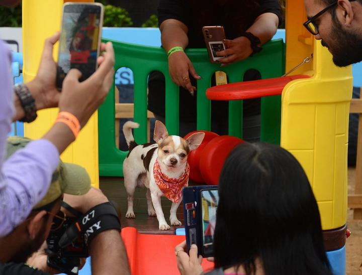 India-Pet Show 4.jpg