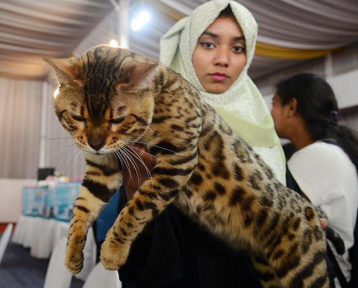 India-Pet Show 6.jpg