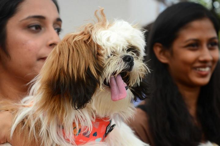 India-Pet Show 9.jpg