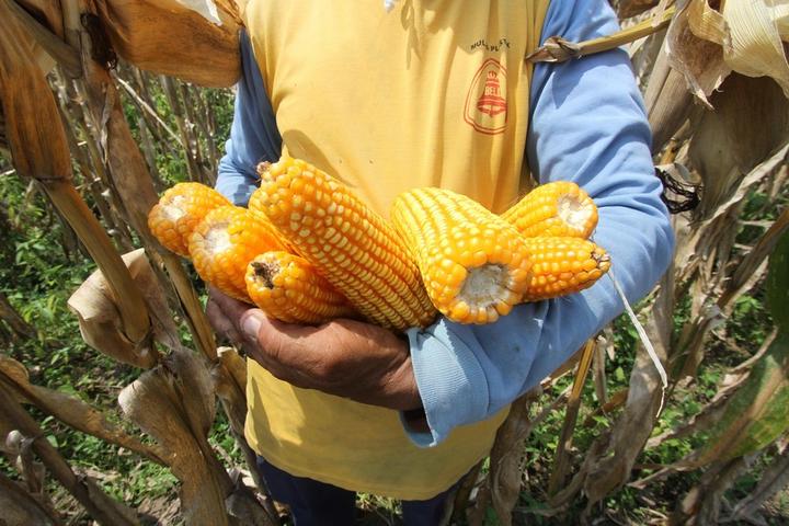 Indonesia-Corn-Harvest, 1.jpg