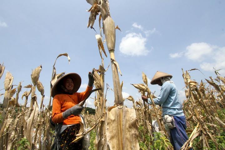 Indonesia-Corn-Harvest, 2.jpg