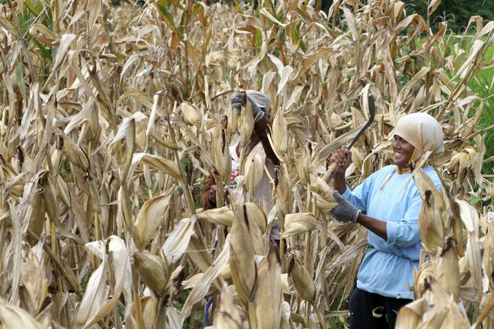 Indonesia-Corn-Harvest, 3.jpg